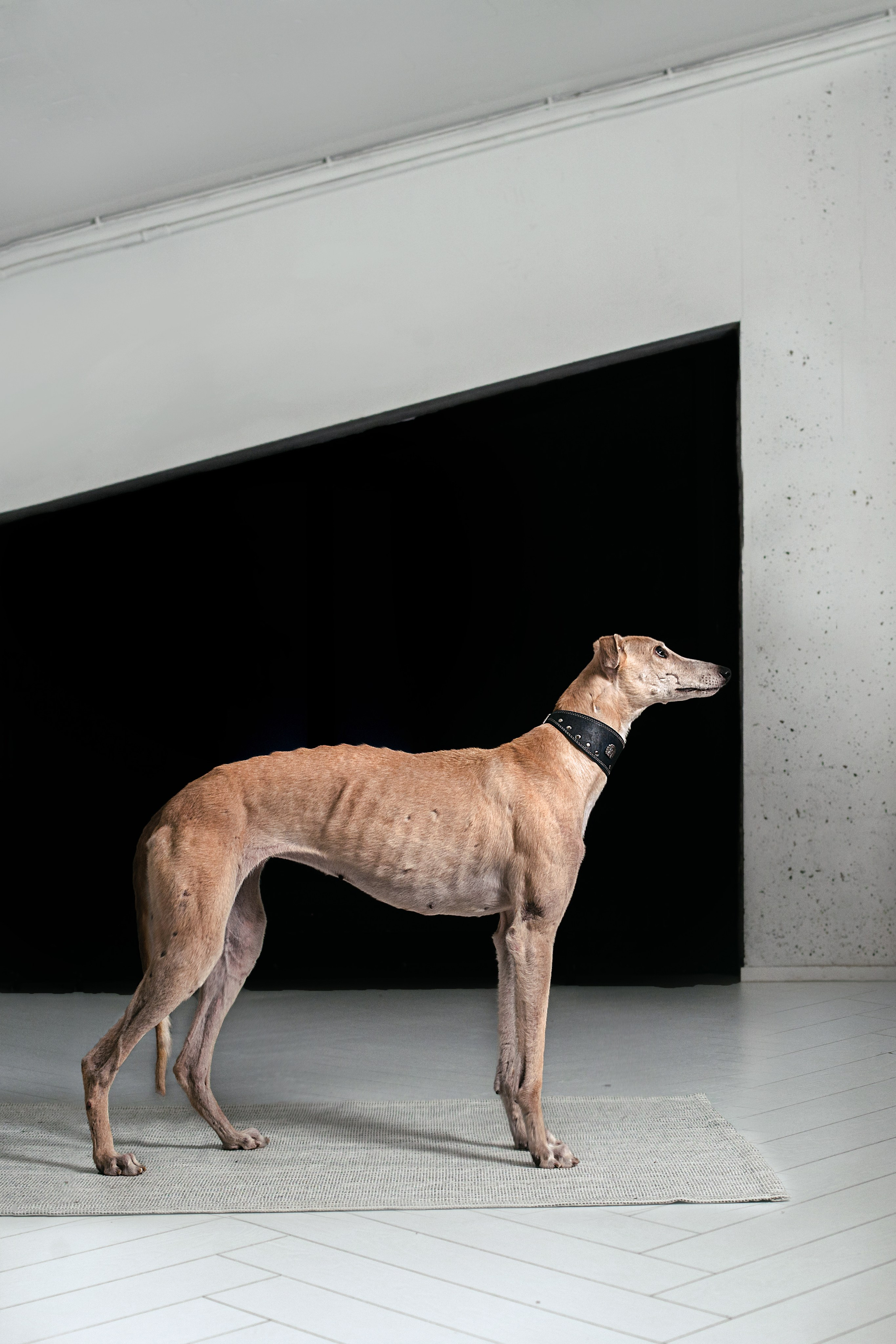 Студийная съемка 2 собак 2024. Фотограф-анималист Татьяна Степанова