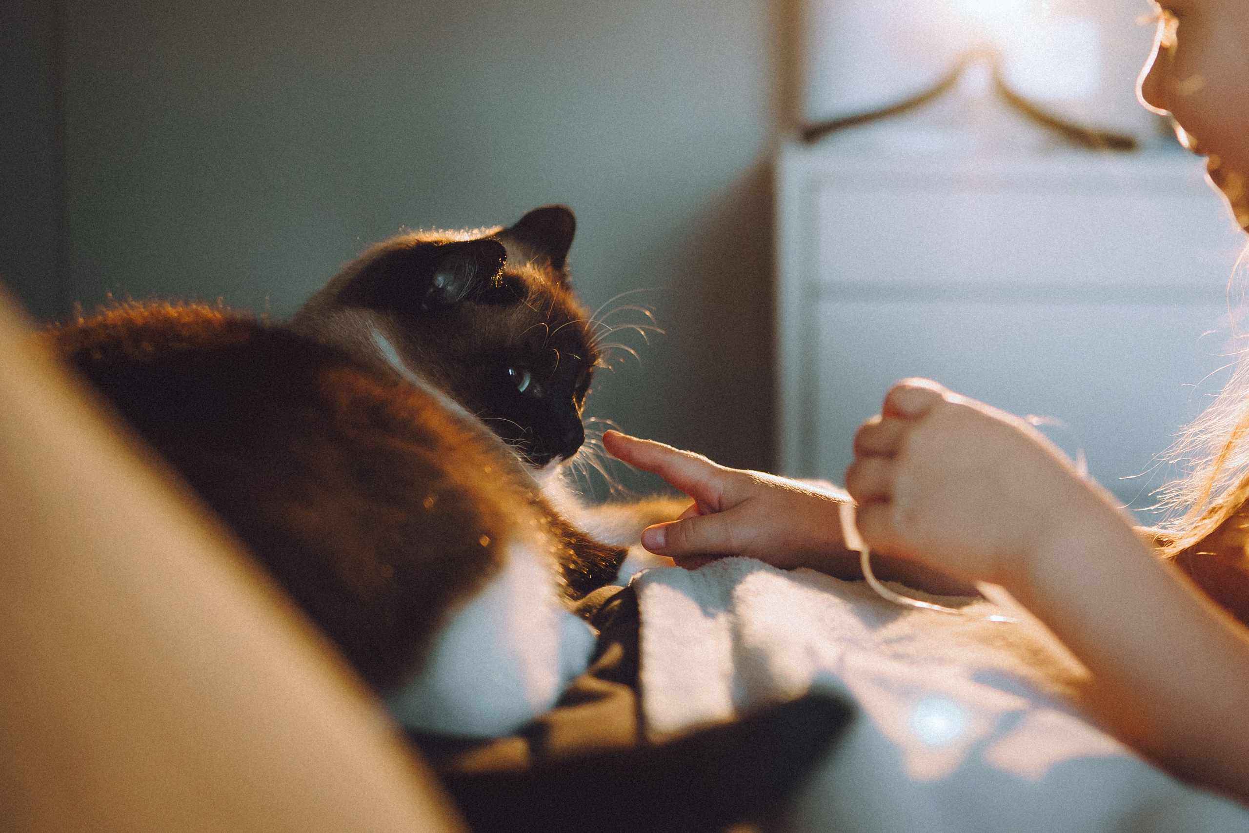 Наташа, Маруся и Зефир