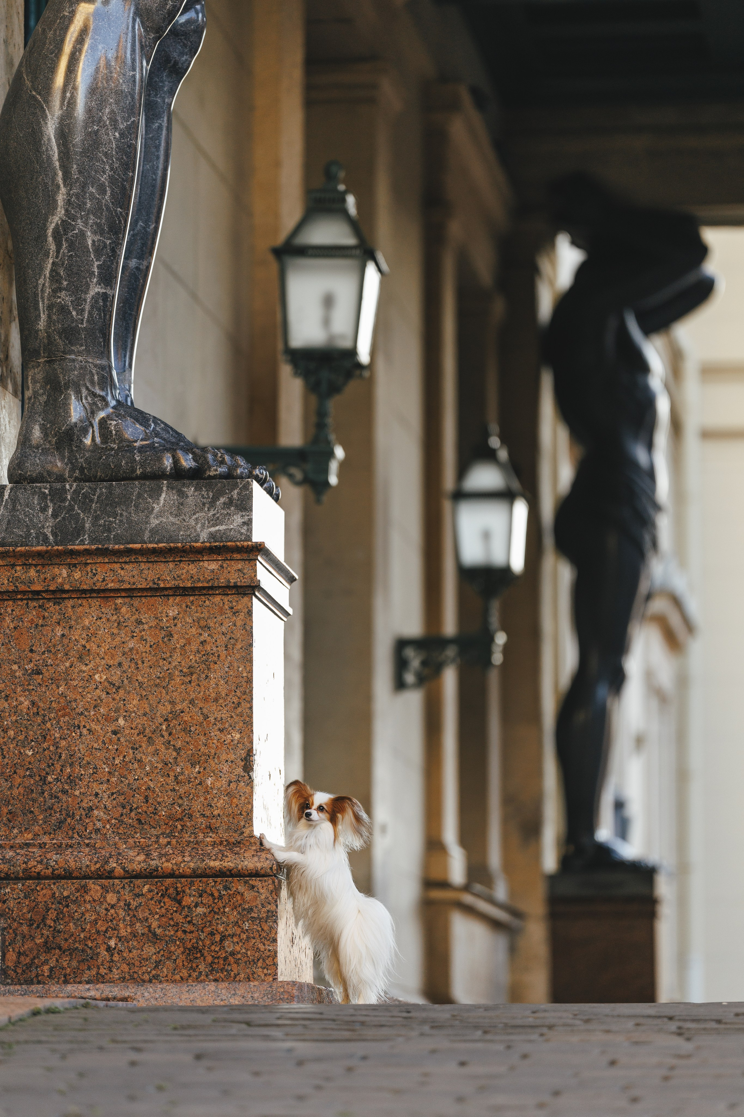 В городе. Фотограф- анималист Санкт-Петербург