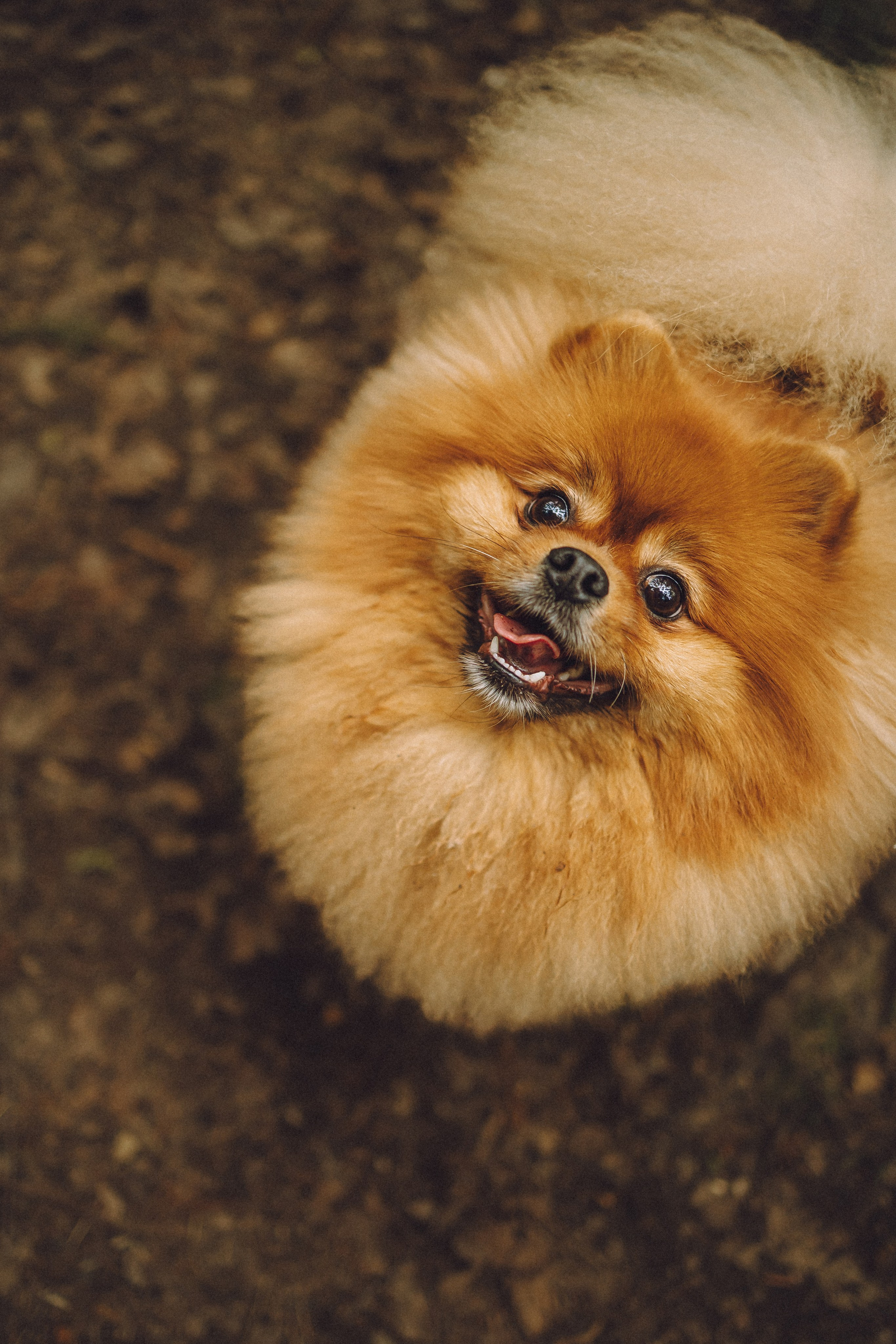 Лорик и его семья