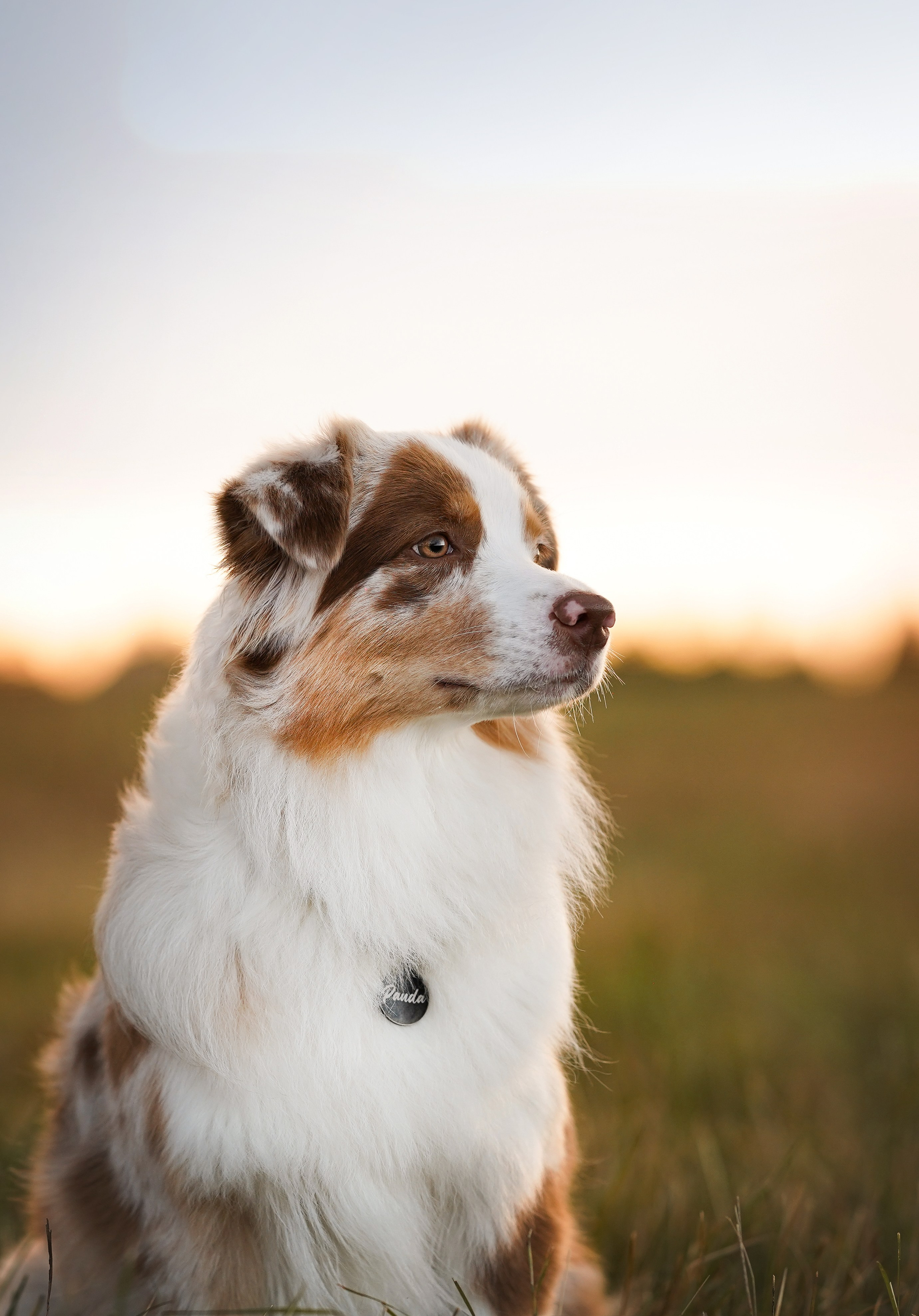 Панда и стога. Фотограф-анималист в Санкт-Петербурге Яна Мартынова
