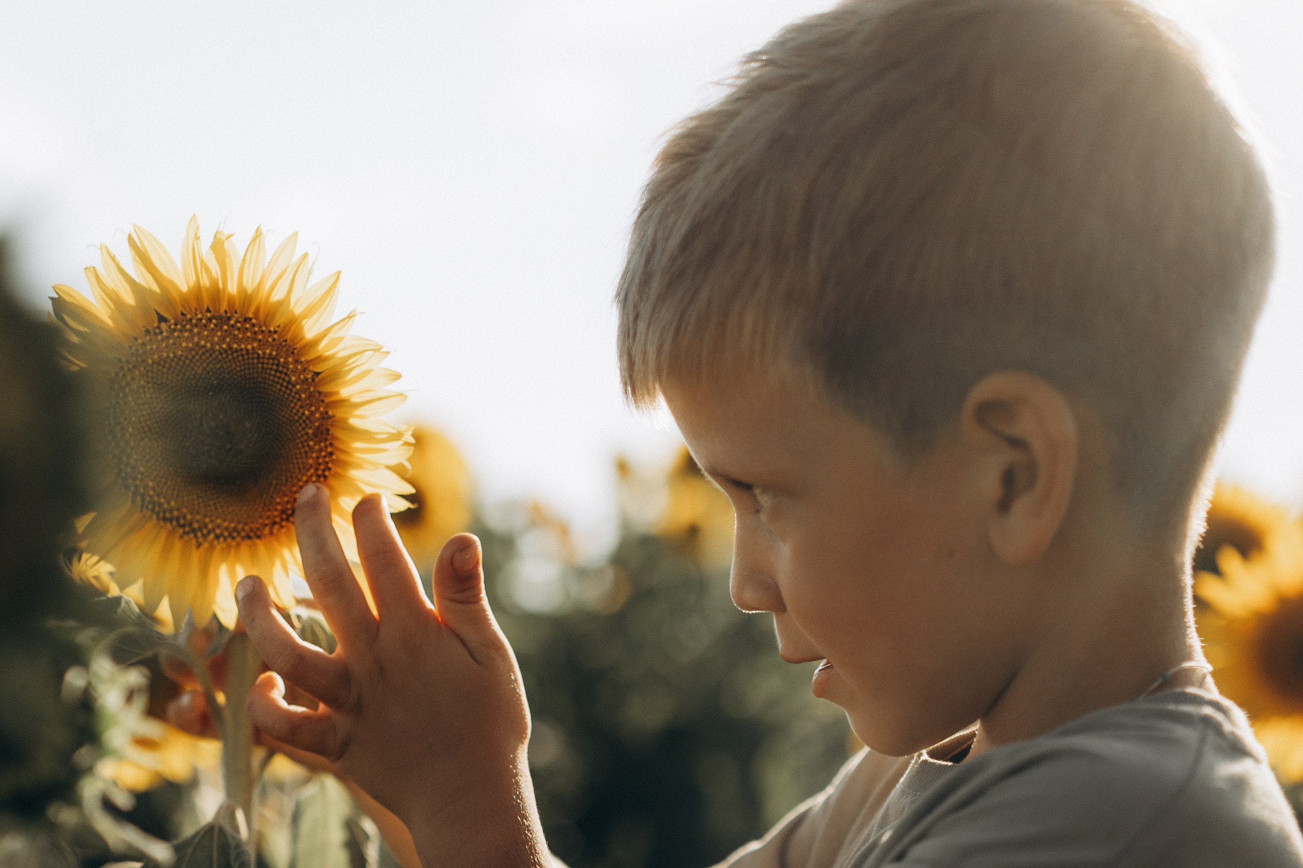 Дети и подсолнухи. Семейный фотограф lifestyle в Новосибирске Елена Шпилевая
