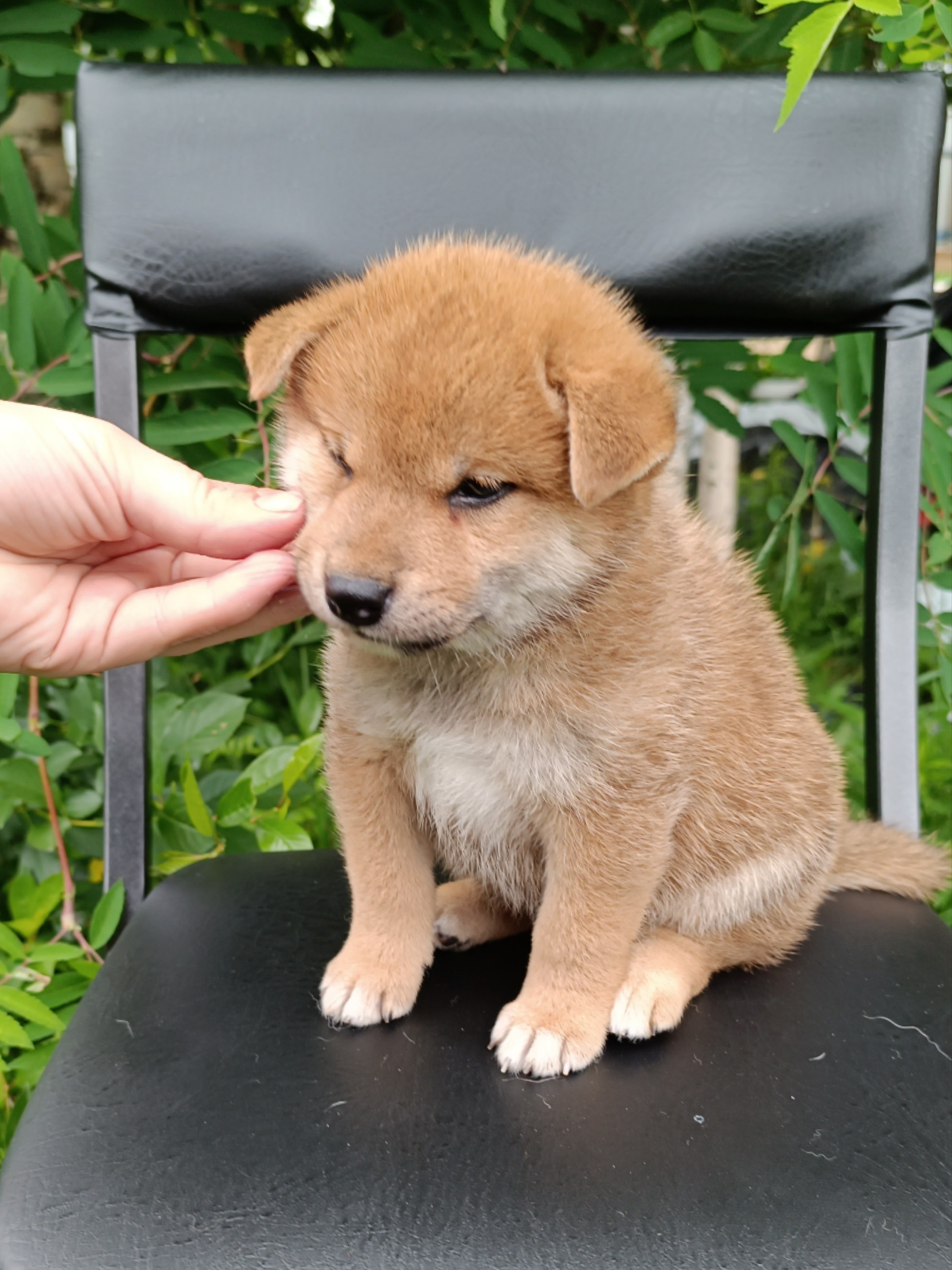 сиба питомник Рубилайт щенки на продажу rubylight  сиба щенки купить СПб Санкт-Петербург