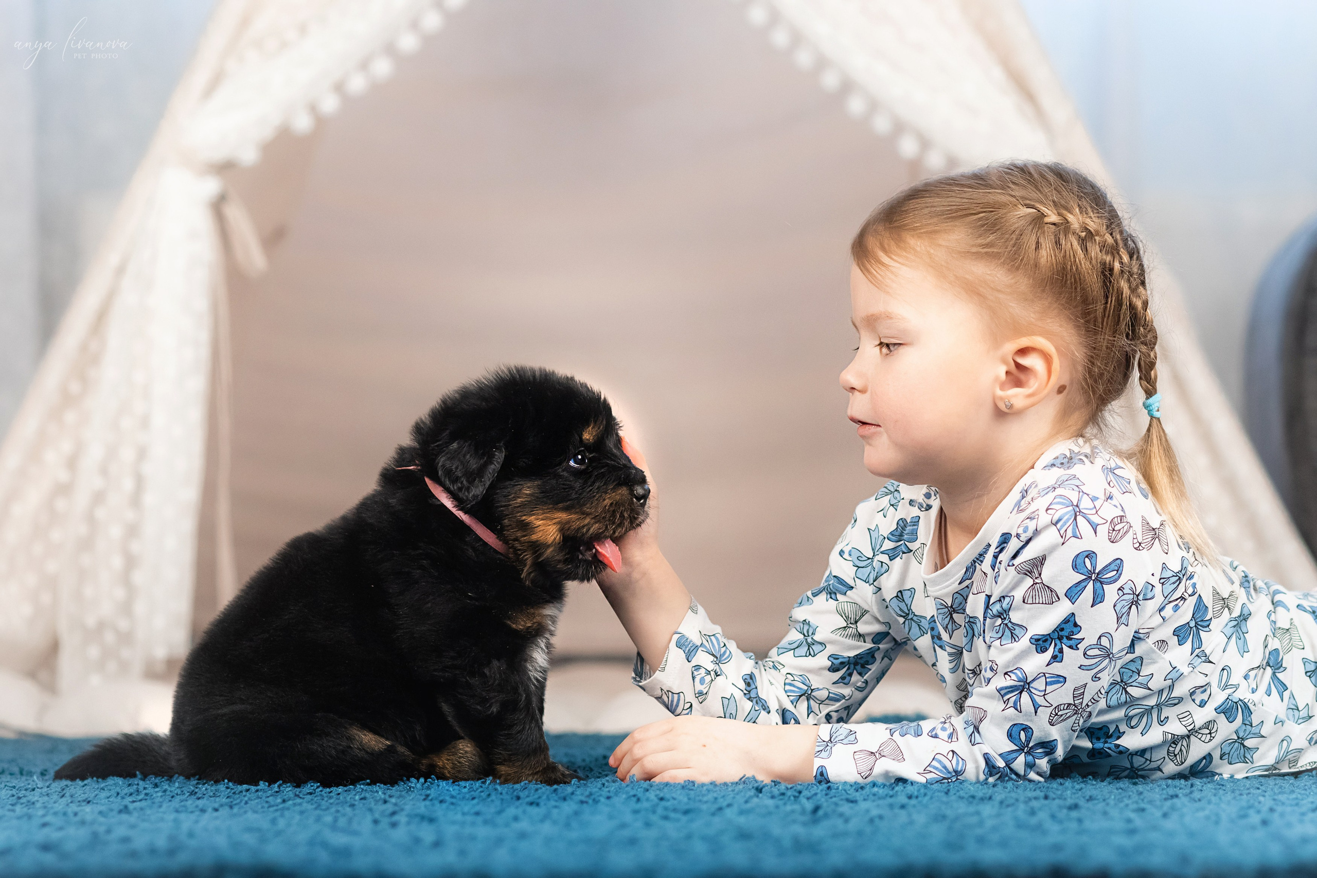 Тибеты. Фотограф анималист Аня Ливанова | Рыбинск