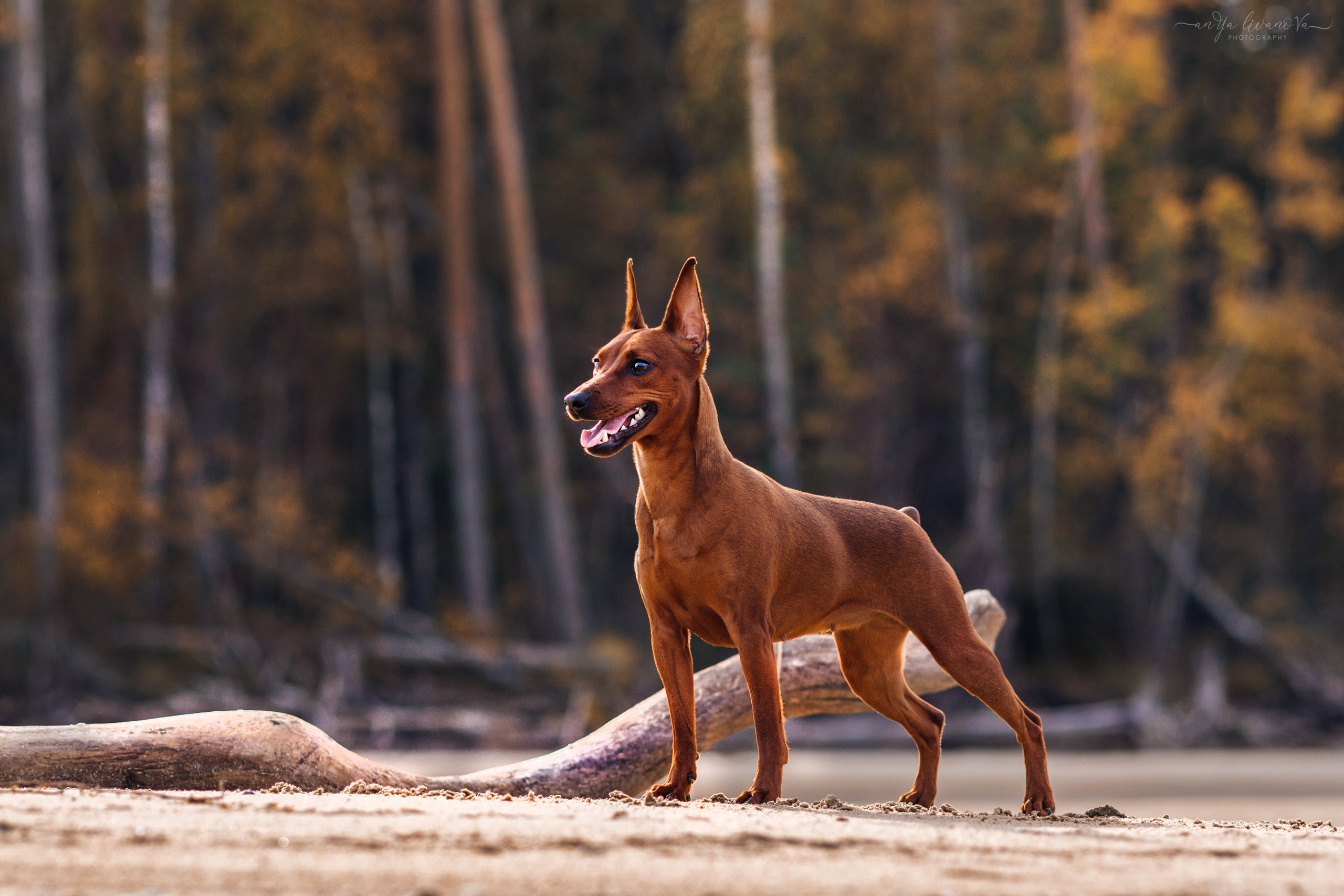 Киви на берегу. Фотограф анималист Аня Ливанова | Рыбинск