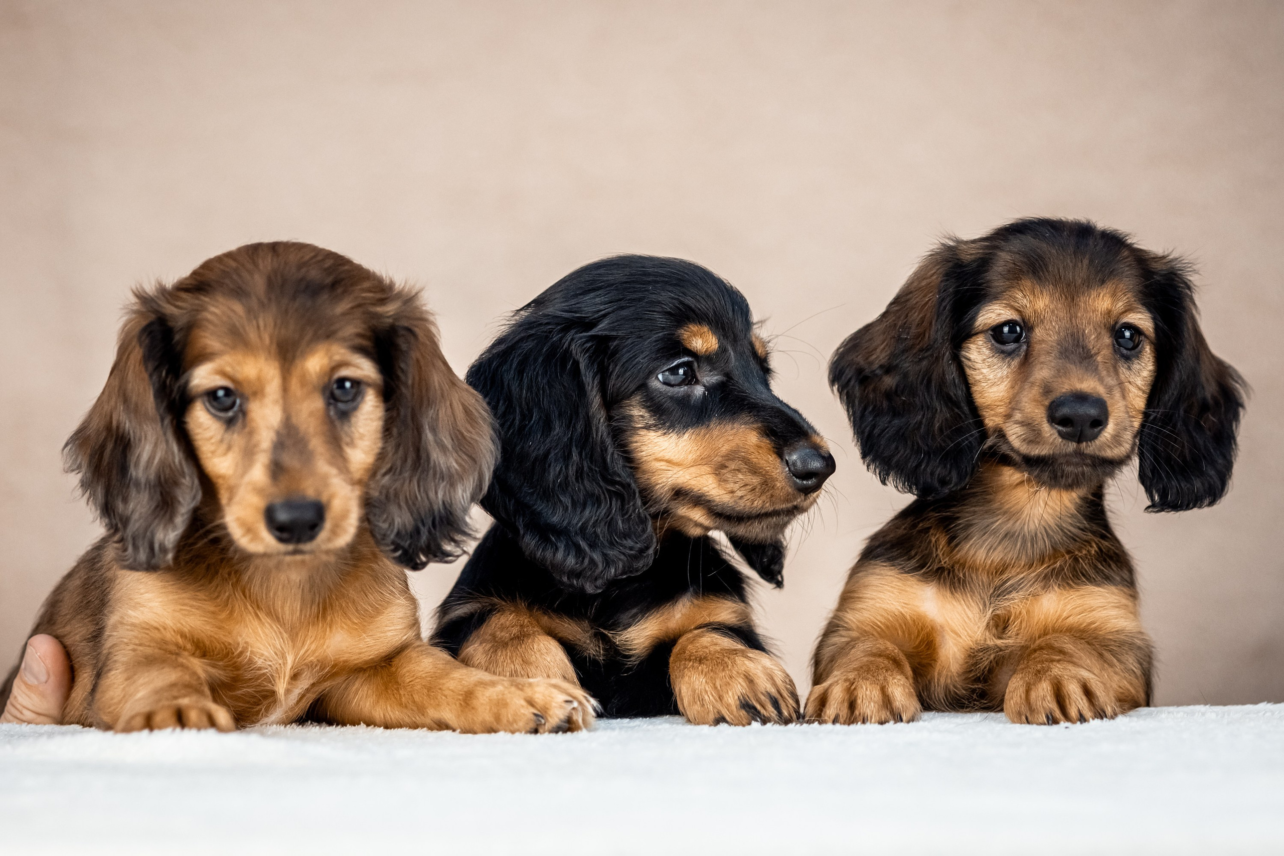 Таксята. Фотограф анималист Аня Ливанова | Рыбинск