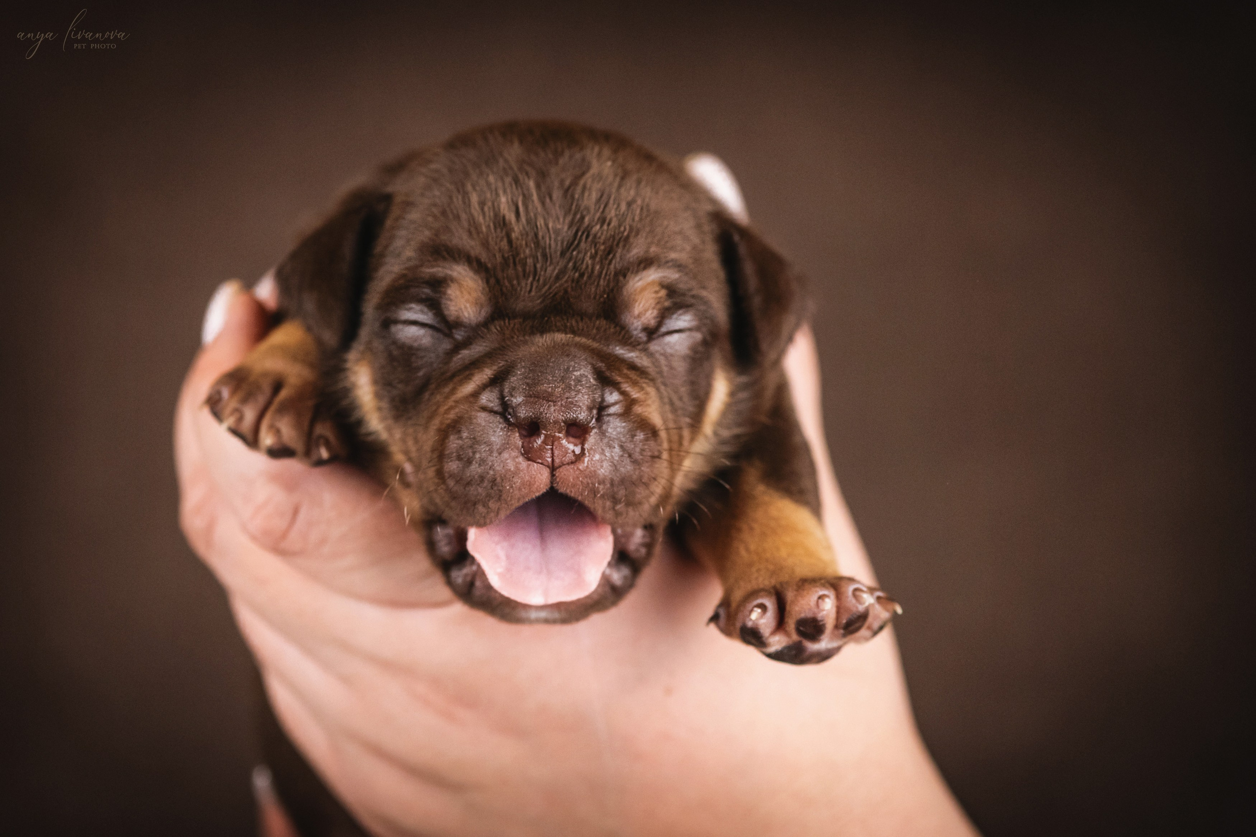 Амбулли. Фотограф анималист Аня Ливанова | Рыбинск
