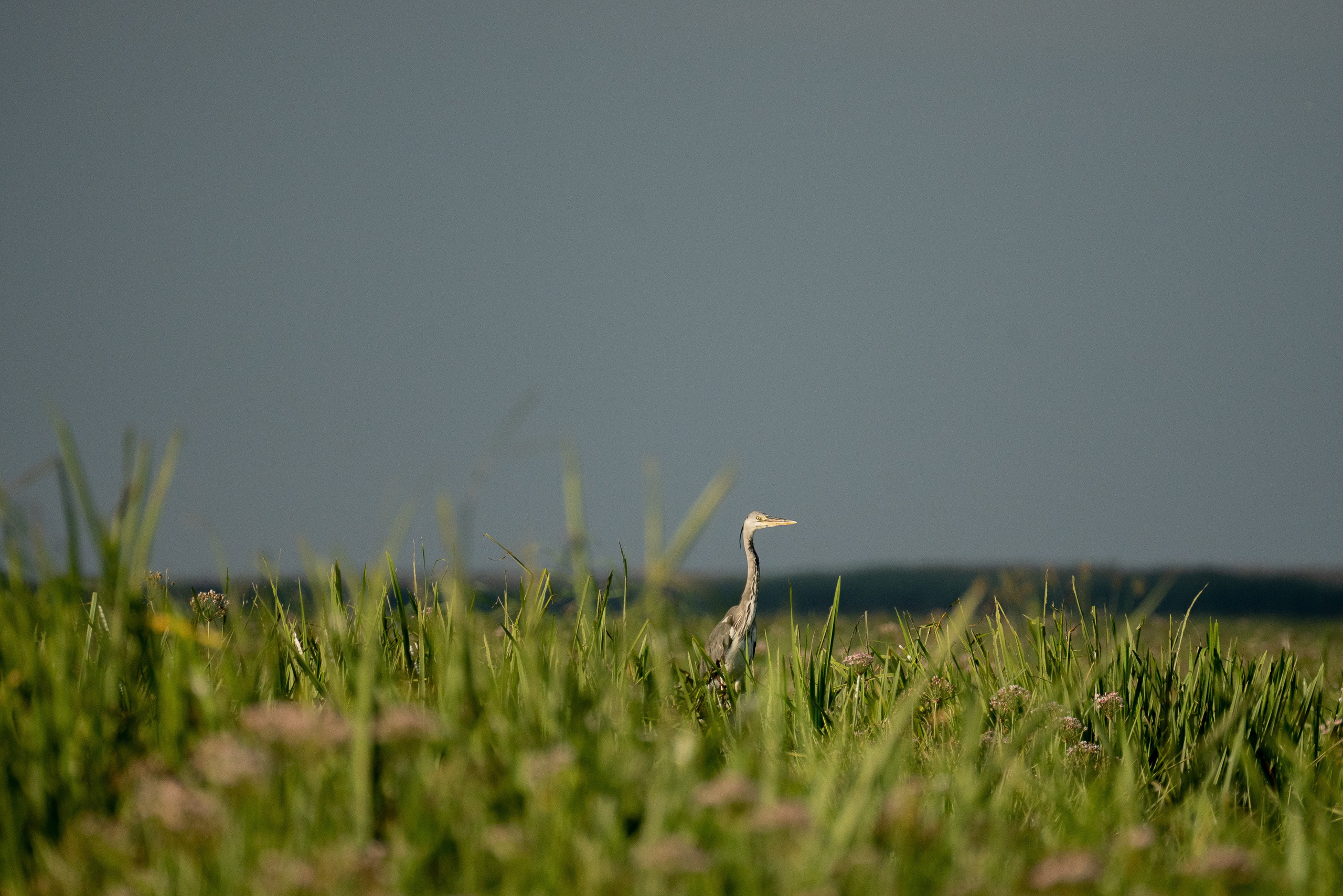 Золотые лотосы. Июль