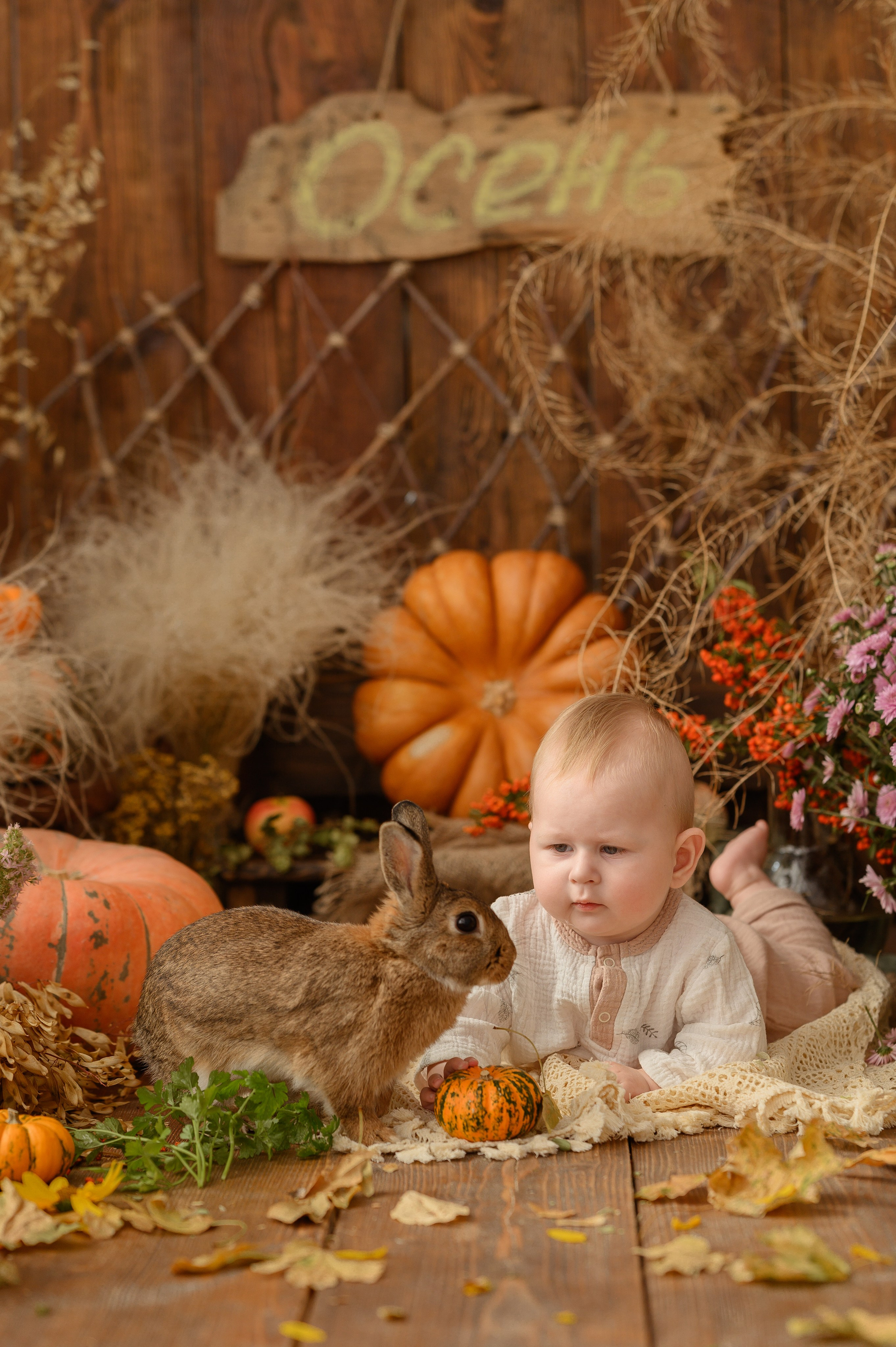 Дамирчик и кролик в тыквах. Детский и семейный фотограф Ирина Гладких
