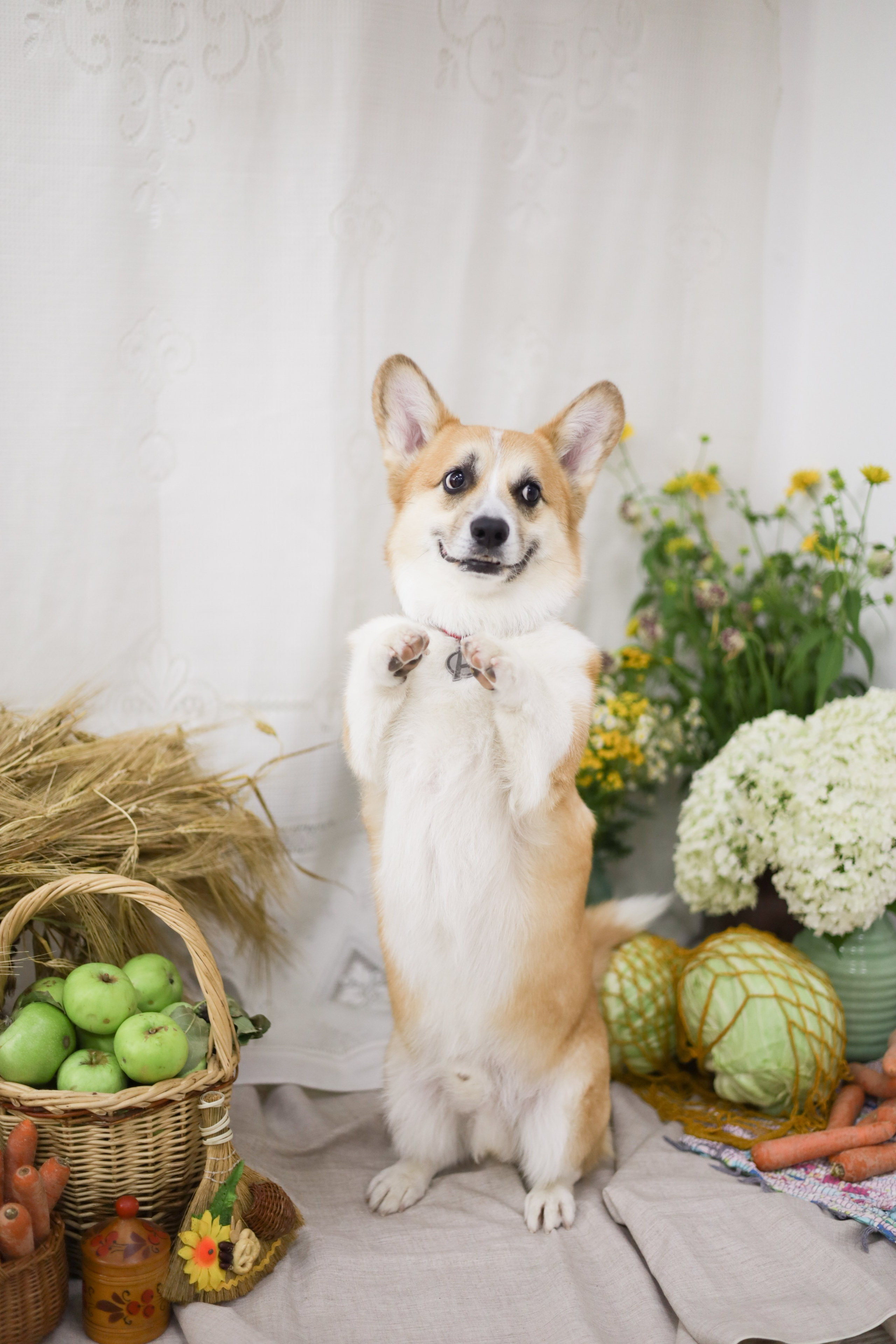 Груминг салон / Моська. Фотограф Мурманск | Нижний Новгород • Анна Хижняк