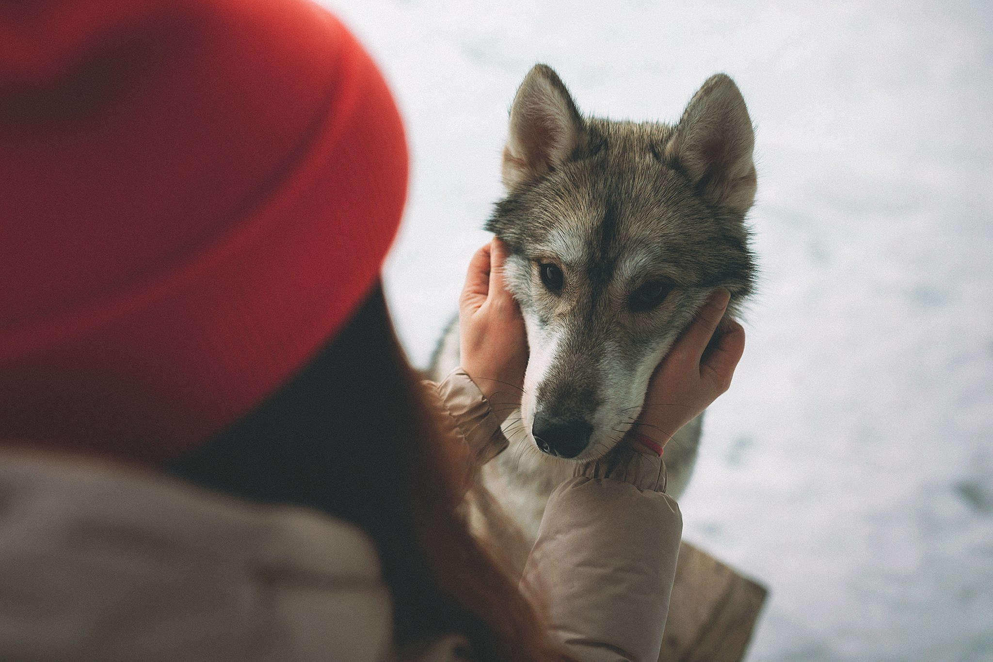 Даймонд и Настя. Фотограф-анималист • love-story • Санкт-Петербург