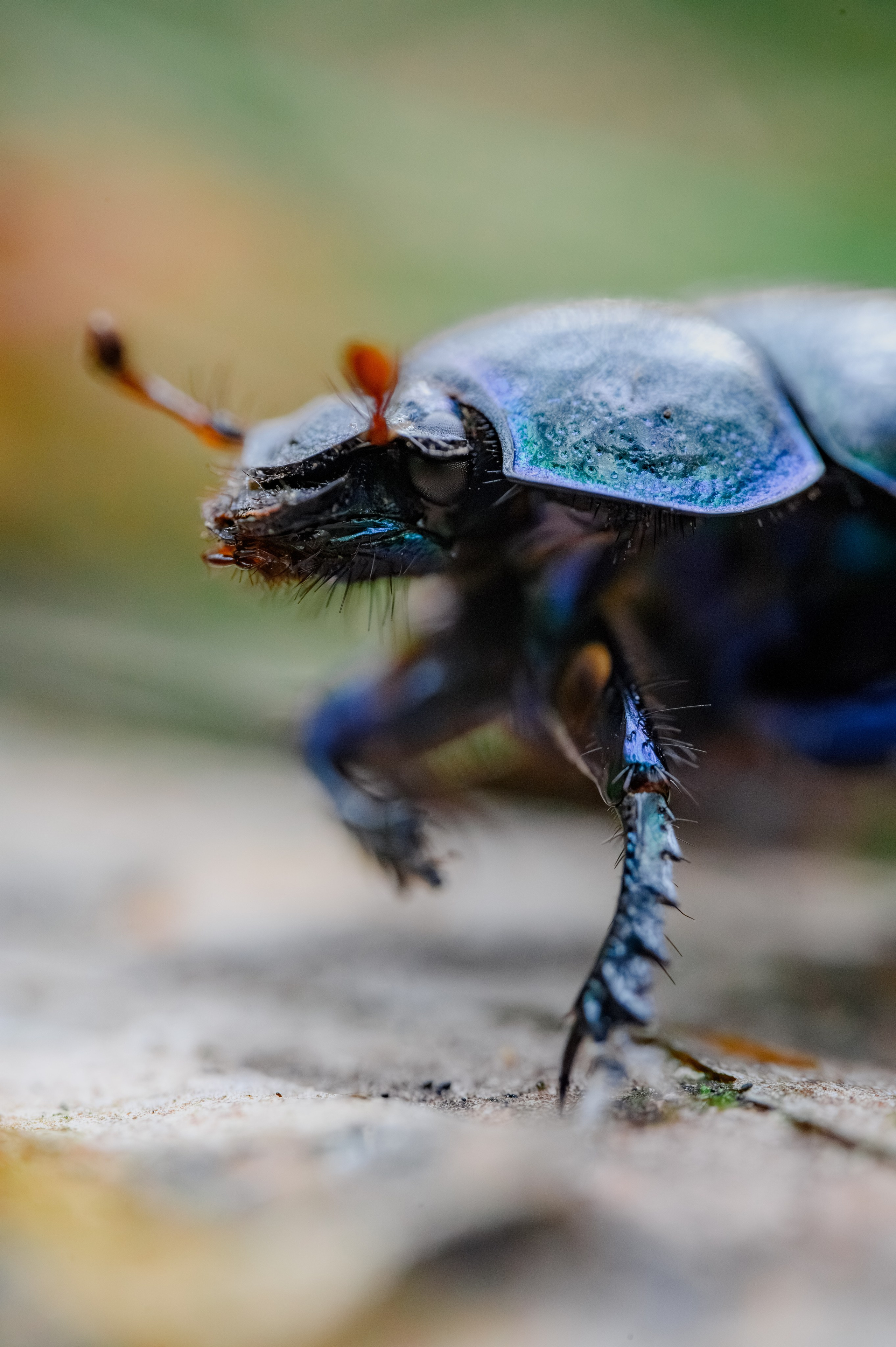 Пауки Жуки. Фотограф Александр Смирнов