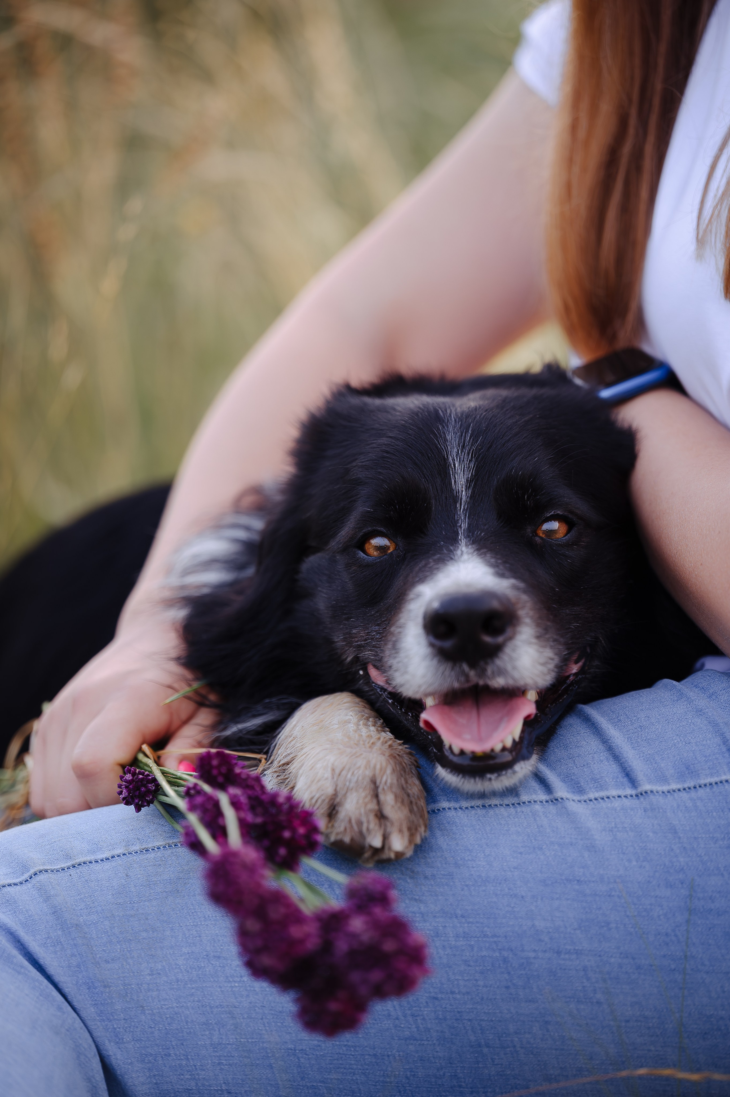 Прогулка на рассвете с бордер-колли. Фотограф в Ростове —на — Дону
