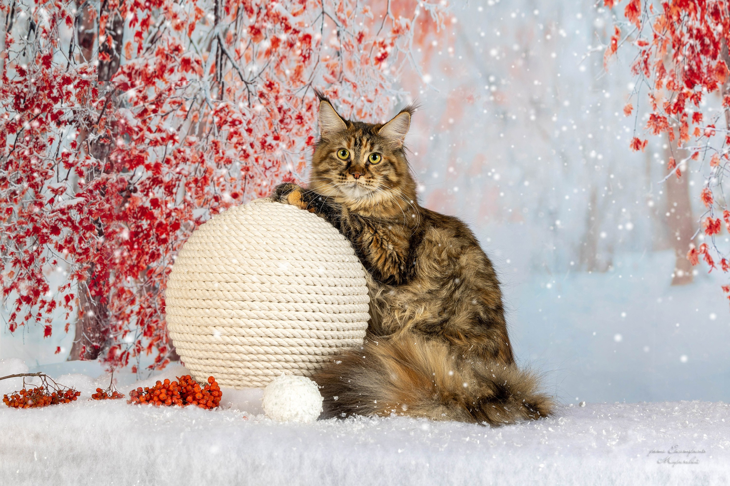 Тематические фоны с рисунком. Фотограф-анималист в Омске Екатерина Маричева