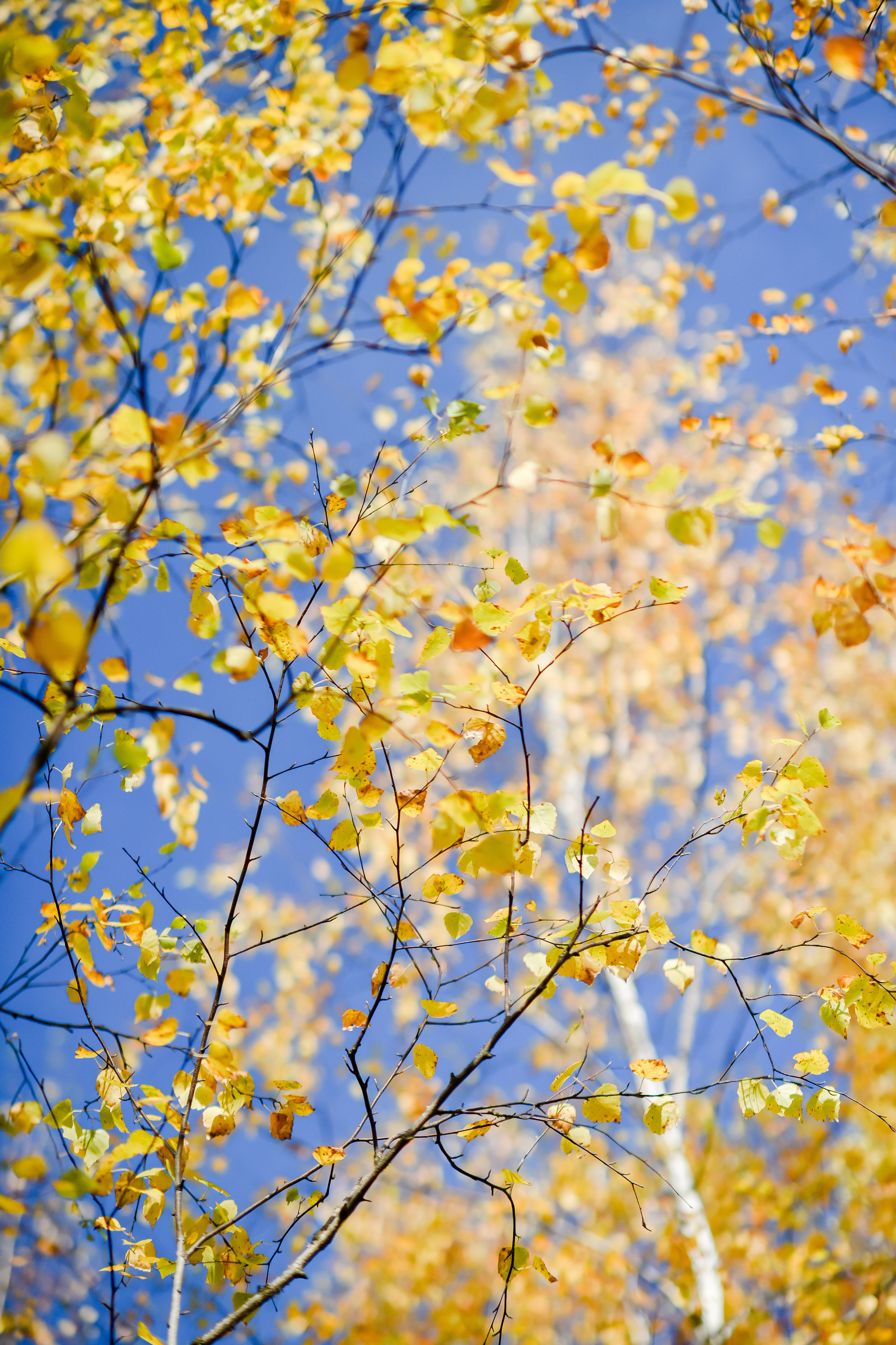 МИР ОСЕНИ. Фотограф для бизнесконтента, репортажей и семейного альбома в Москве