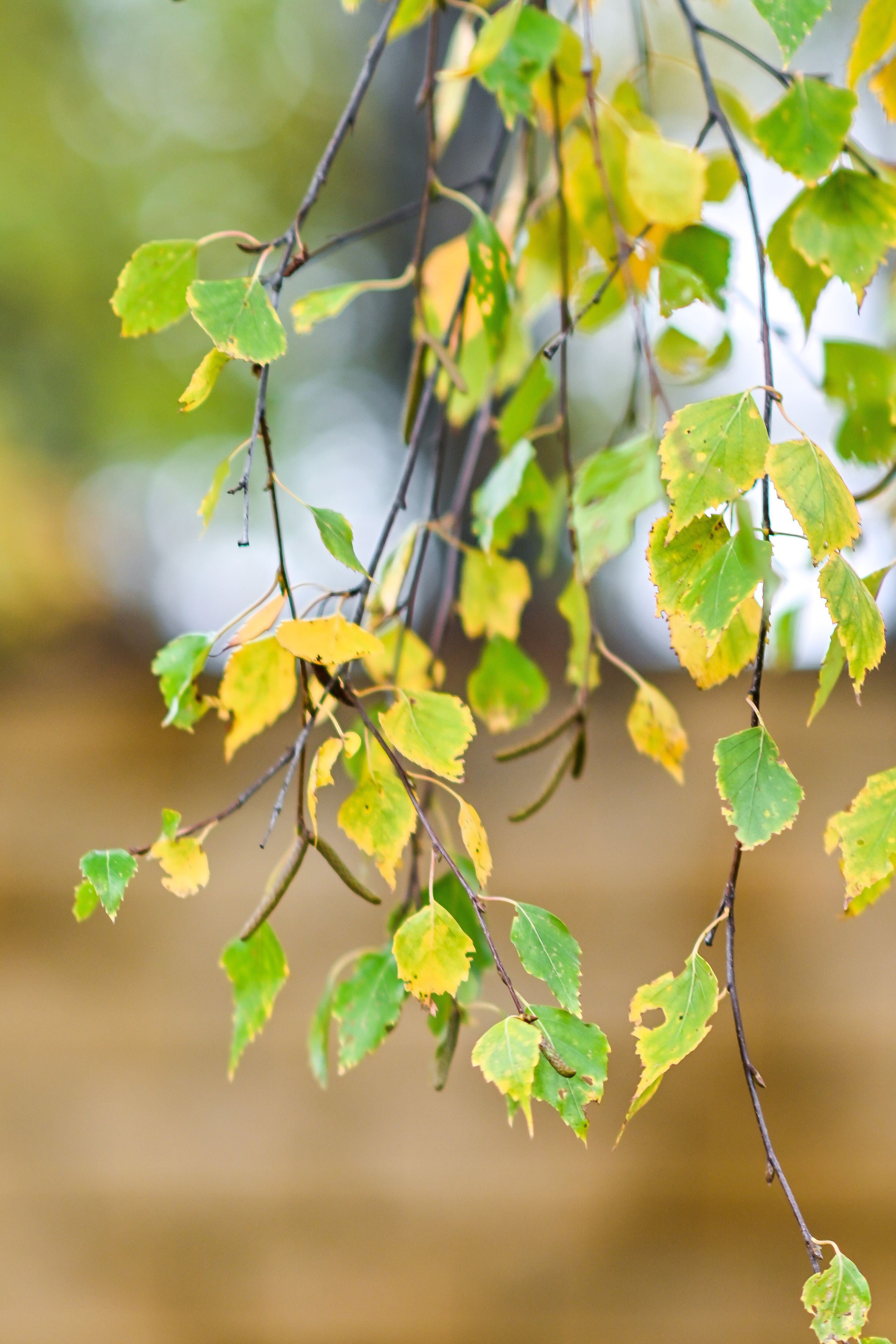 ФОТОСЪЕМКА ОСЕННИХ ПУБЛИКАЦИЙ. Фотограф для бизнесконтента, репортажей и семейного альбома в Москве
