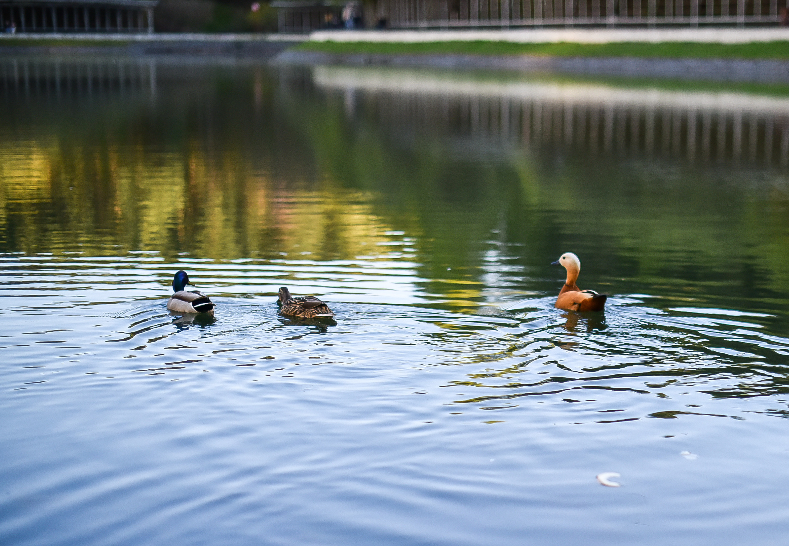 Семейный фотограф в обручевском районе. Фотограф для бизнесконтента, репортажей и семейного альбома в Москве
