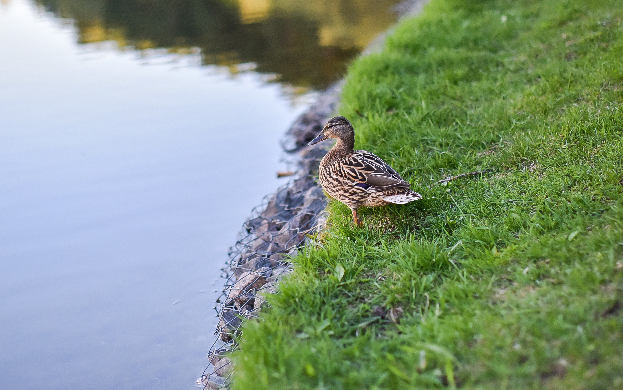 Семейный фотограф в обручевском районе. Фотограф для бизнесконтента, репортажей и семейного альбома в Москве