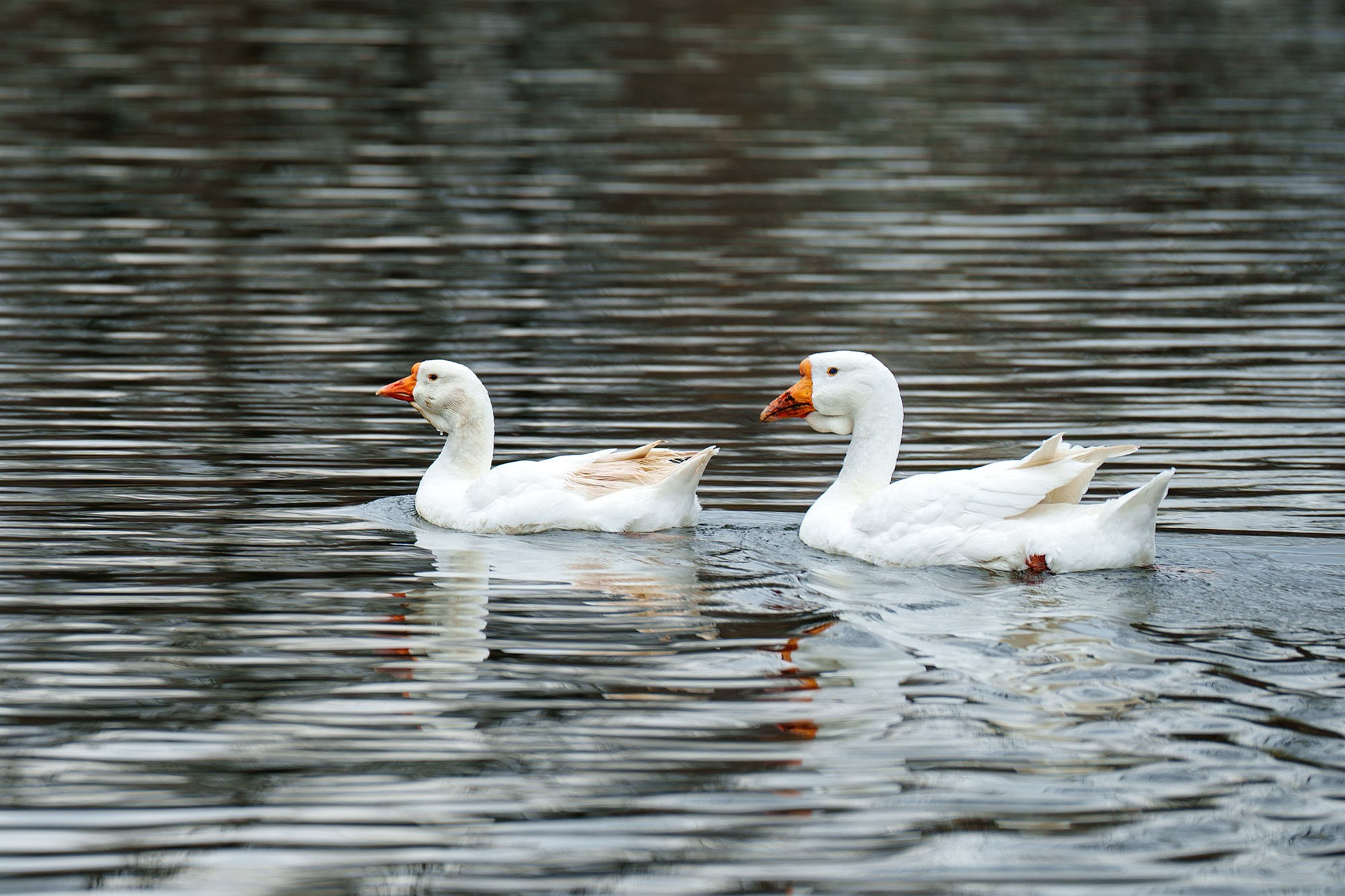Удивительные мир птиц. Вокруг нас столько прекрасного — присмотритесь!. Ваш личный фотограф Марина Волкова
