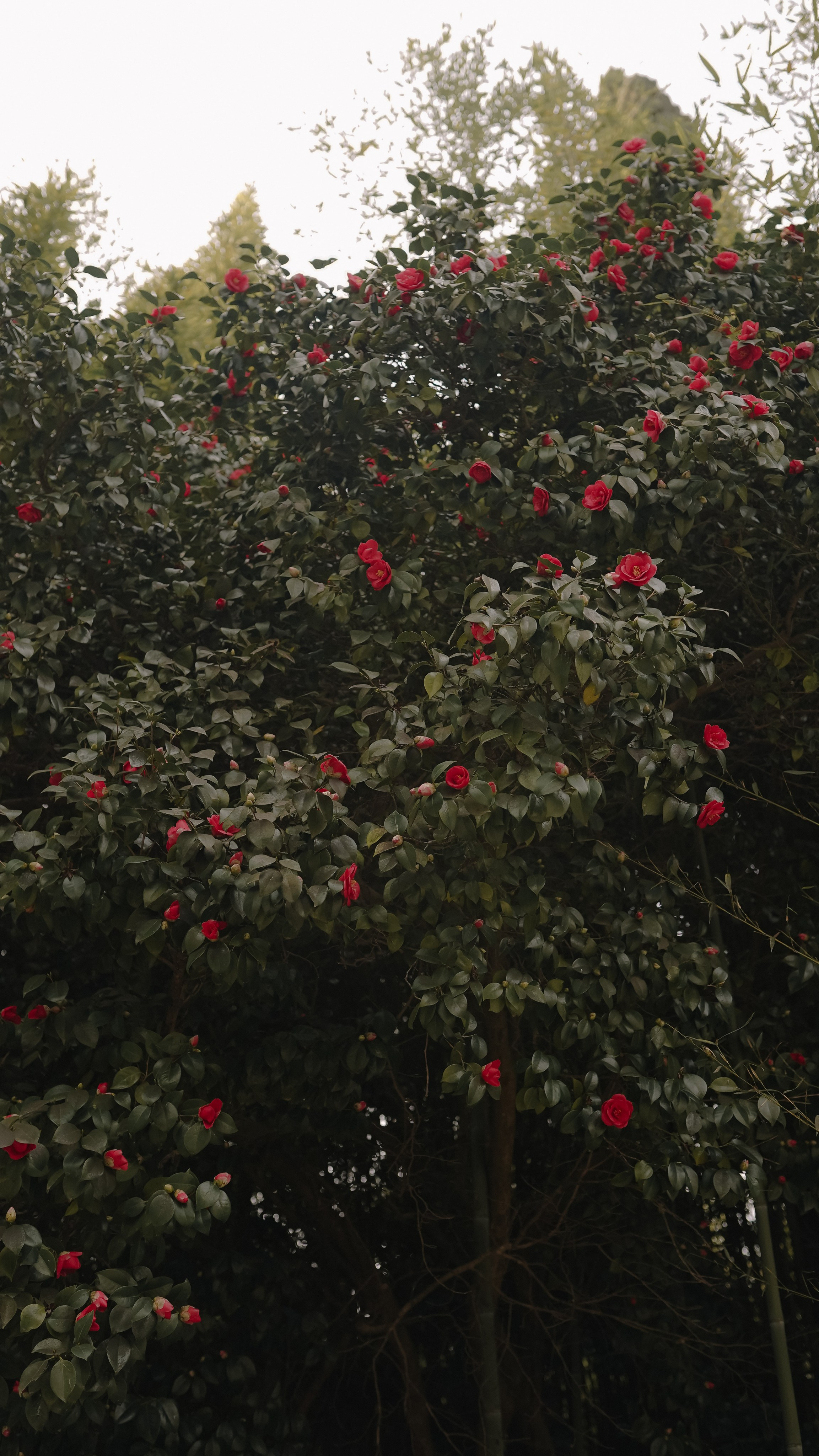 ЦВЕТЕНИЕ. Милана Довгаль - семейный фотограф и видеограф  в Адлере и Сочи
