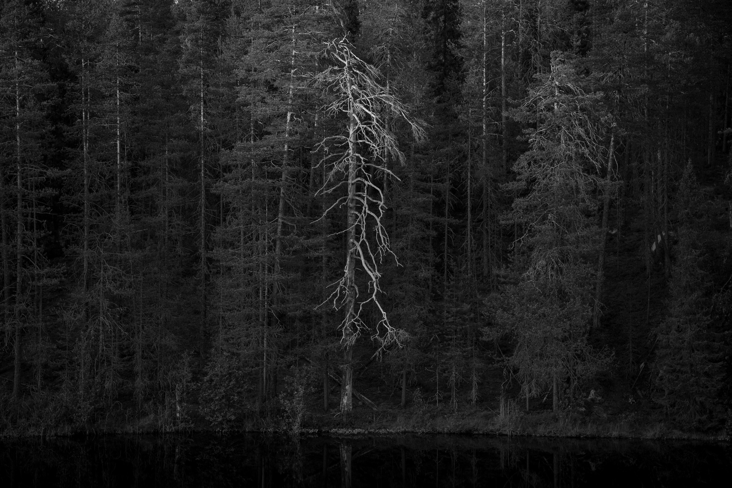 Лето. Северные Ночи