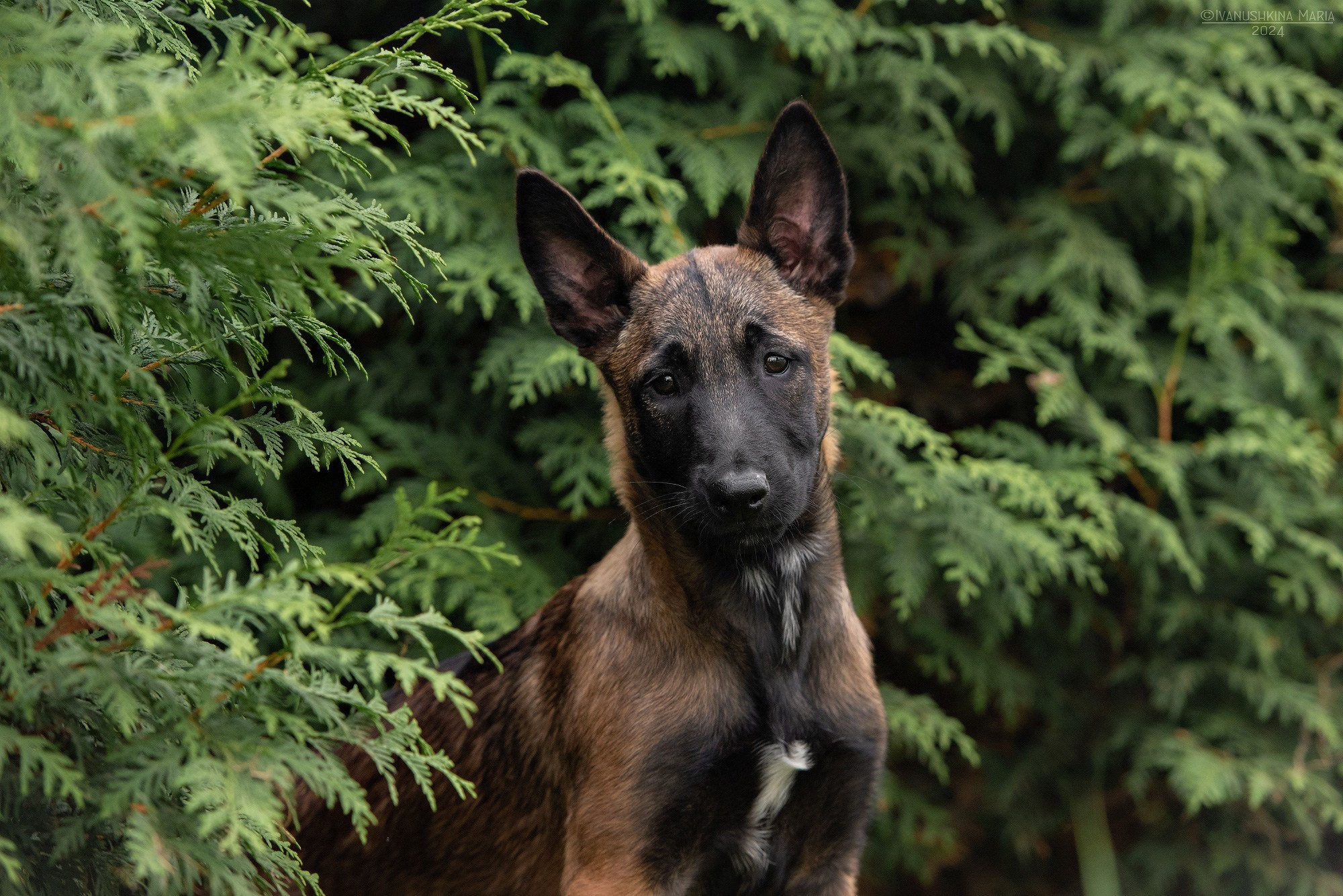 Фотосессия щенков на продажу. Фотограф собак в Москве и Московской области Иванушкина Мария