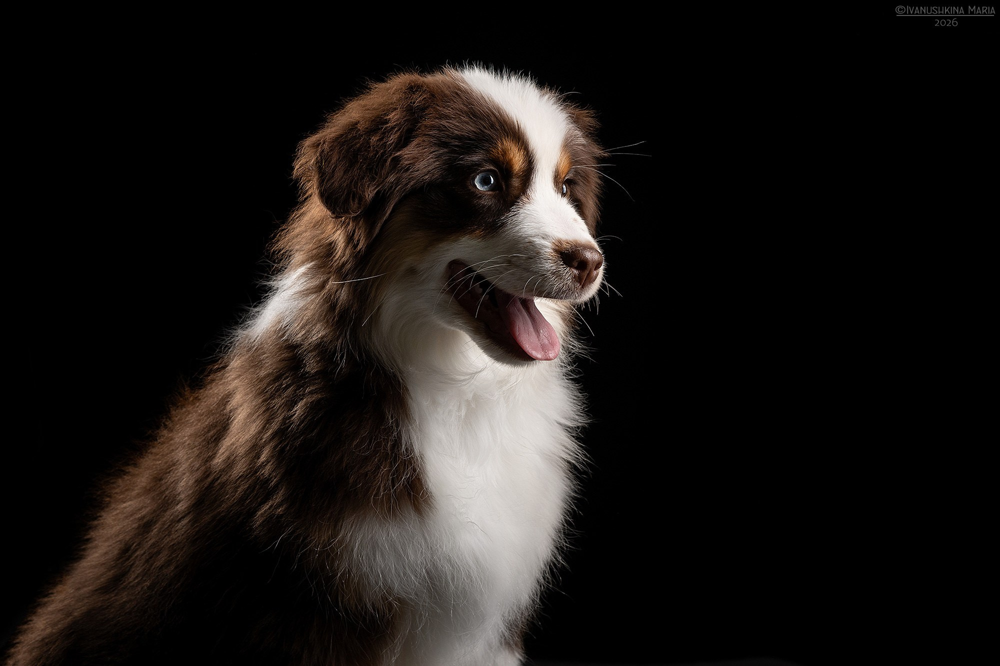 Фотосессия собаки в студии. Фотограф собак в Москве и Московской области Иванушкина Мария