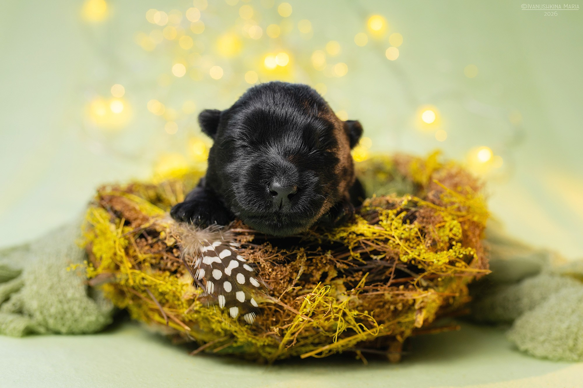 Ньюборн фотосессия щенков. Фотограф собак в Москве и Московской области Иванушкина Мария