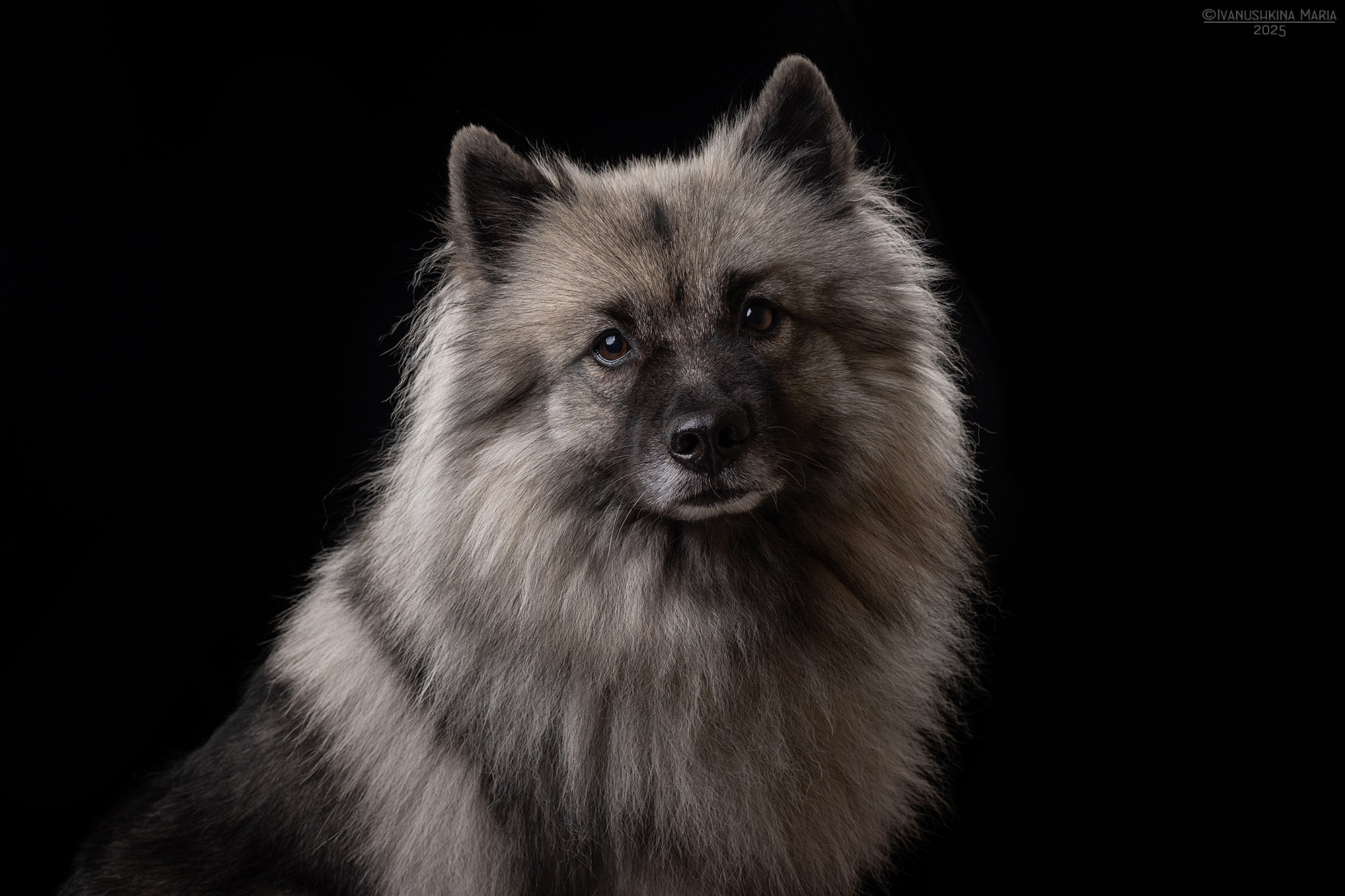 Фотосессия собаки в студии. Фотограф собак в Москве и Московской области Иванушкина Мария