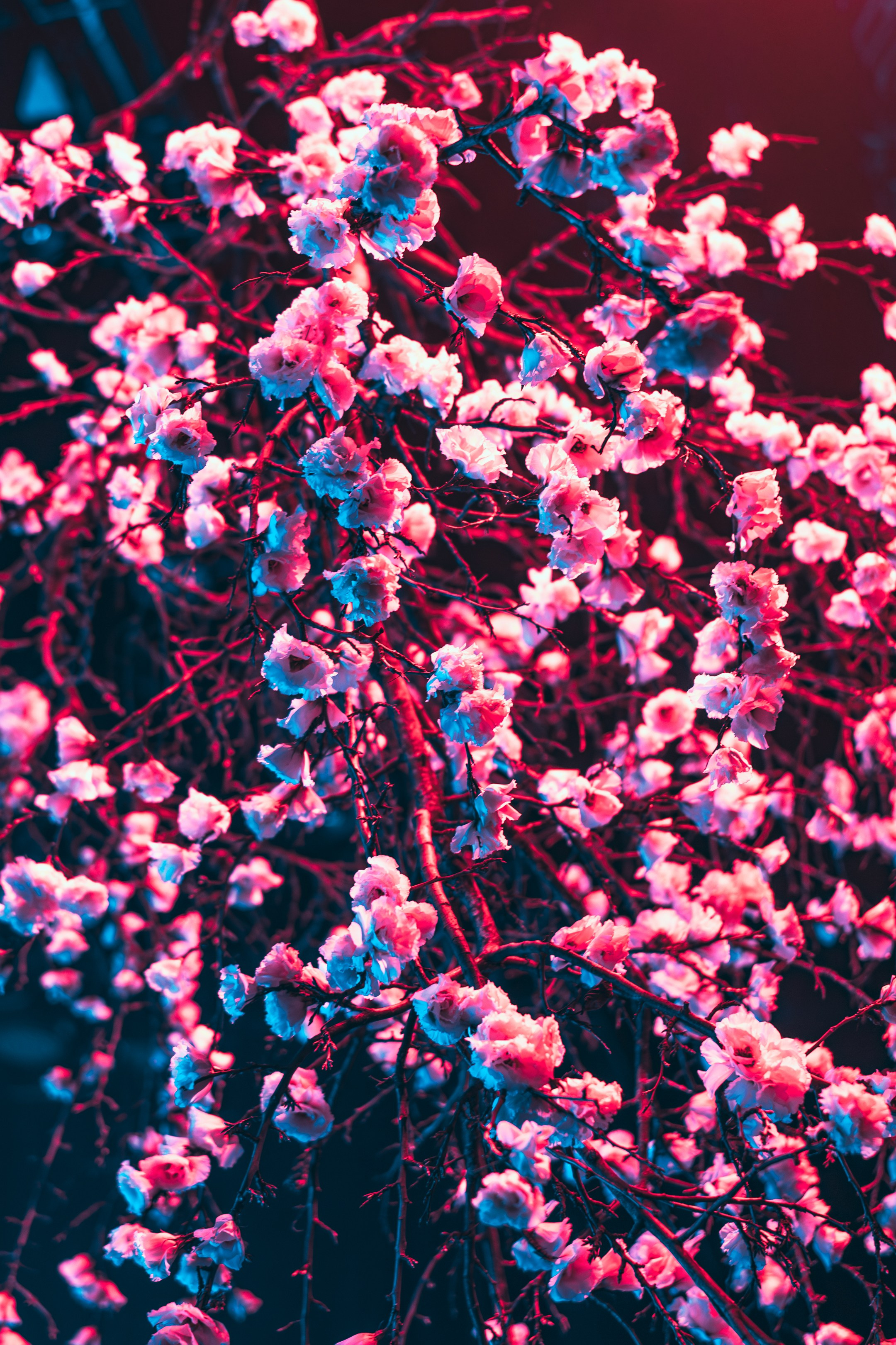 Никола Мельников / 2024. OOPS