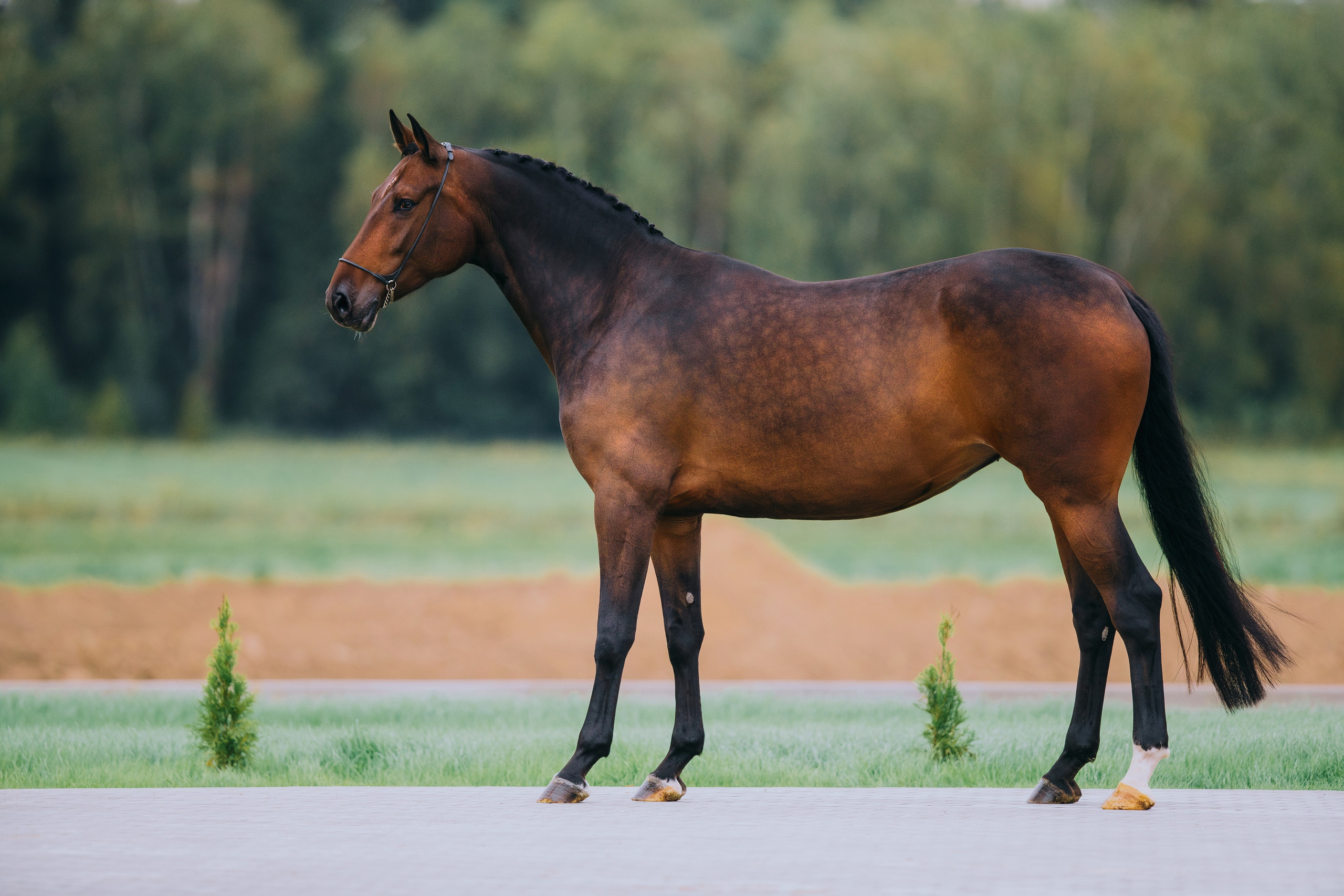 Экстерьеры. Фотограф-анималист Ксендзова Кристина