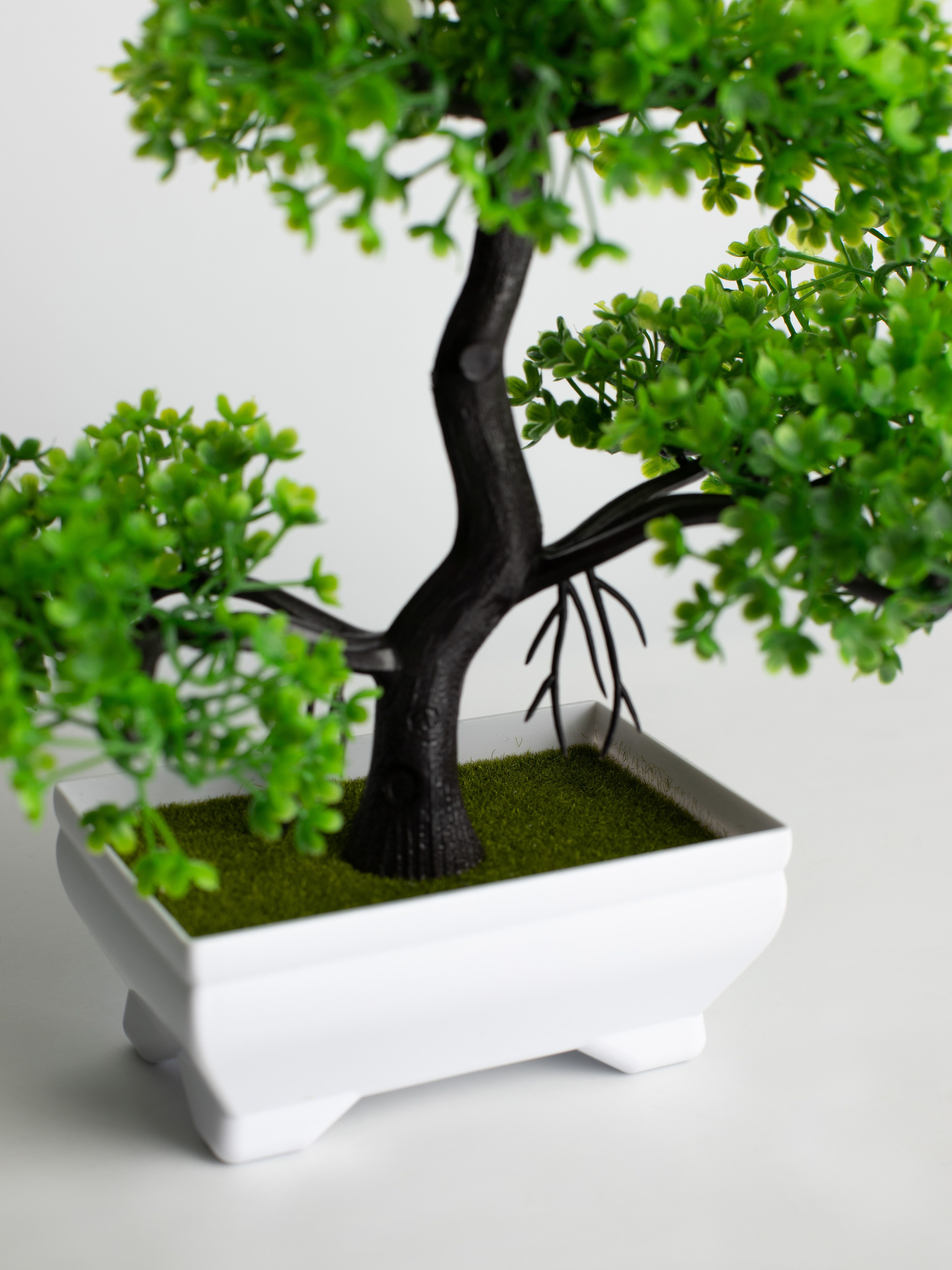 Декоративные деревья. Коммерческий фотограф в Санкт-Петербурге (СПб) Екатерина Панчёха, Панчёшка