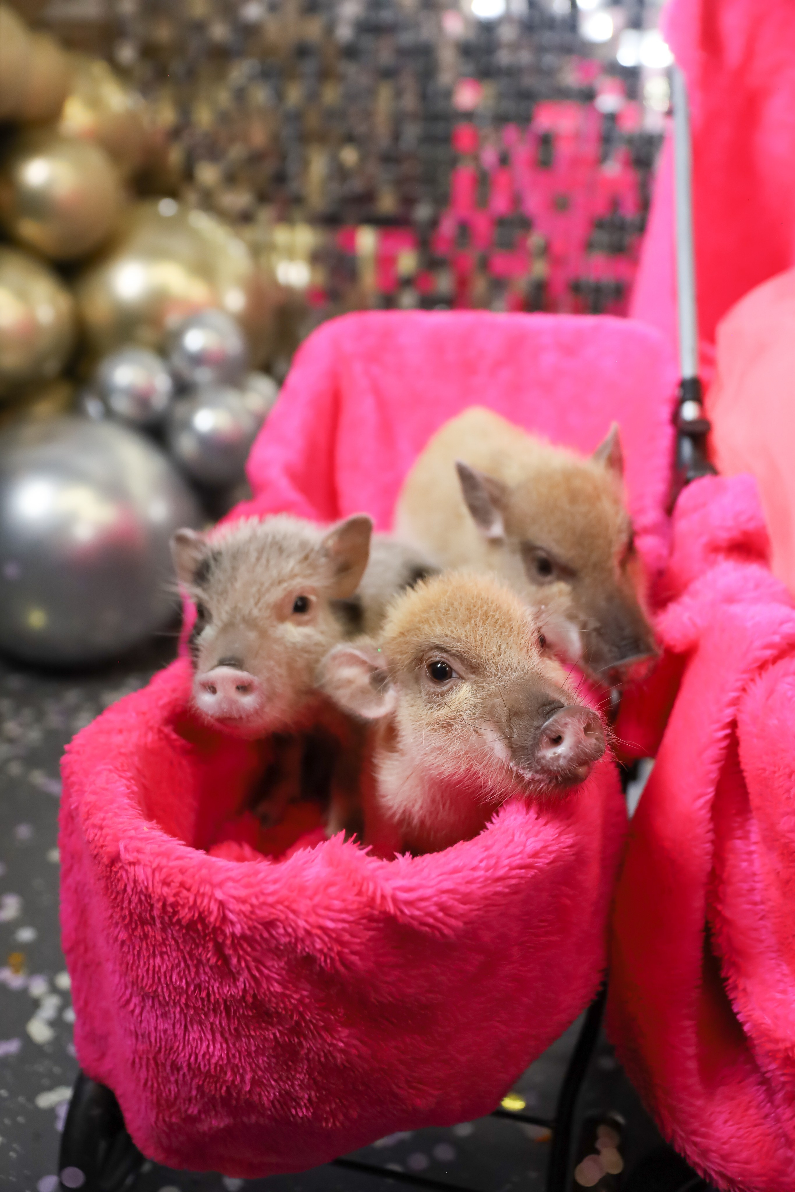 ДЕНЬ РОЖДЕНИЯ ЕВЫ В КРБ. Фотограф мероприятий Ирина Каширина