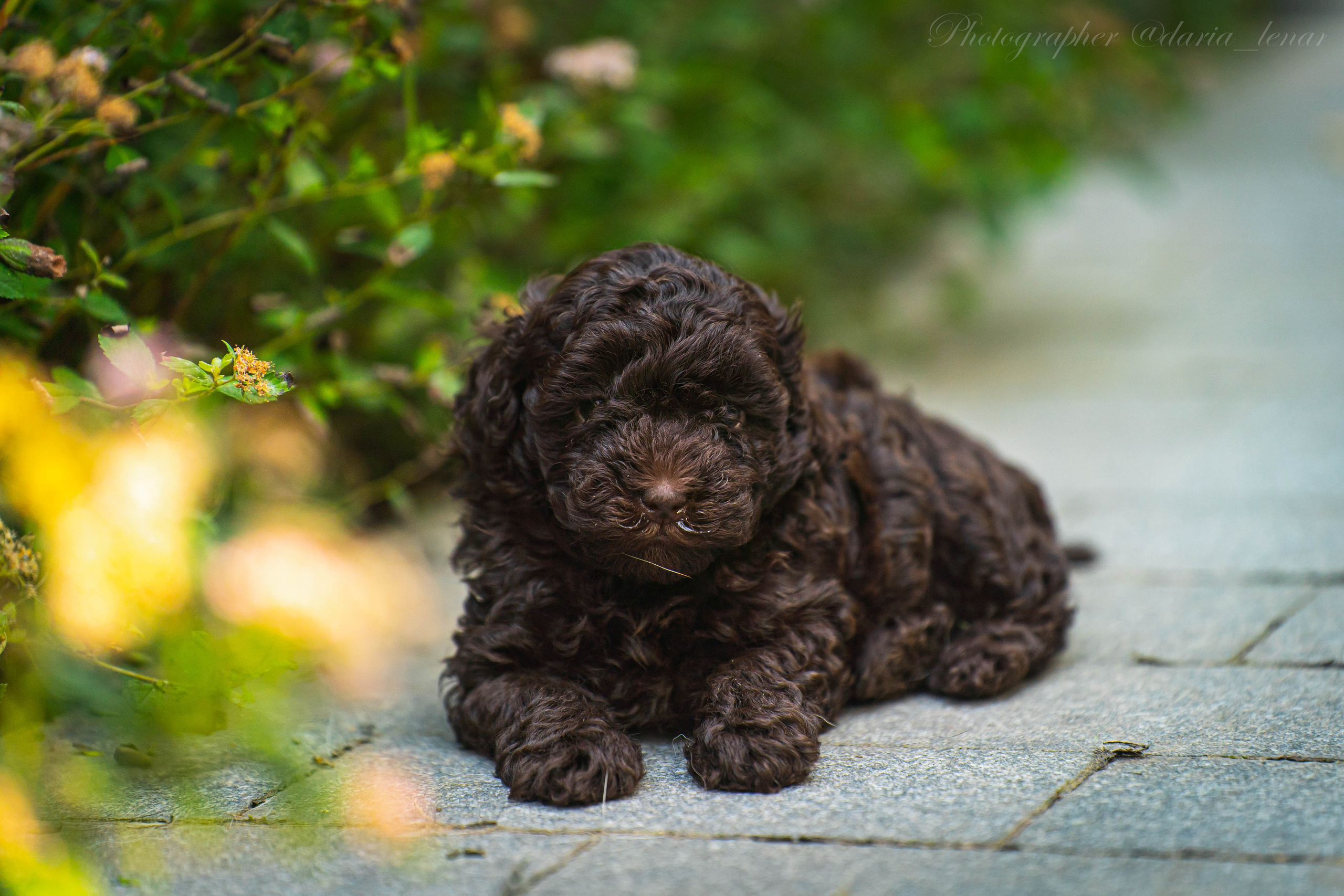 Питомник мини-пуделей. Фотограф в Москве Ленарская Дарья
