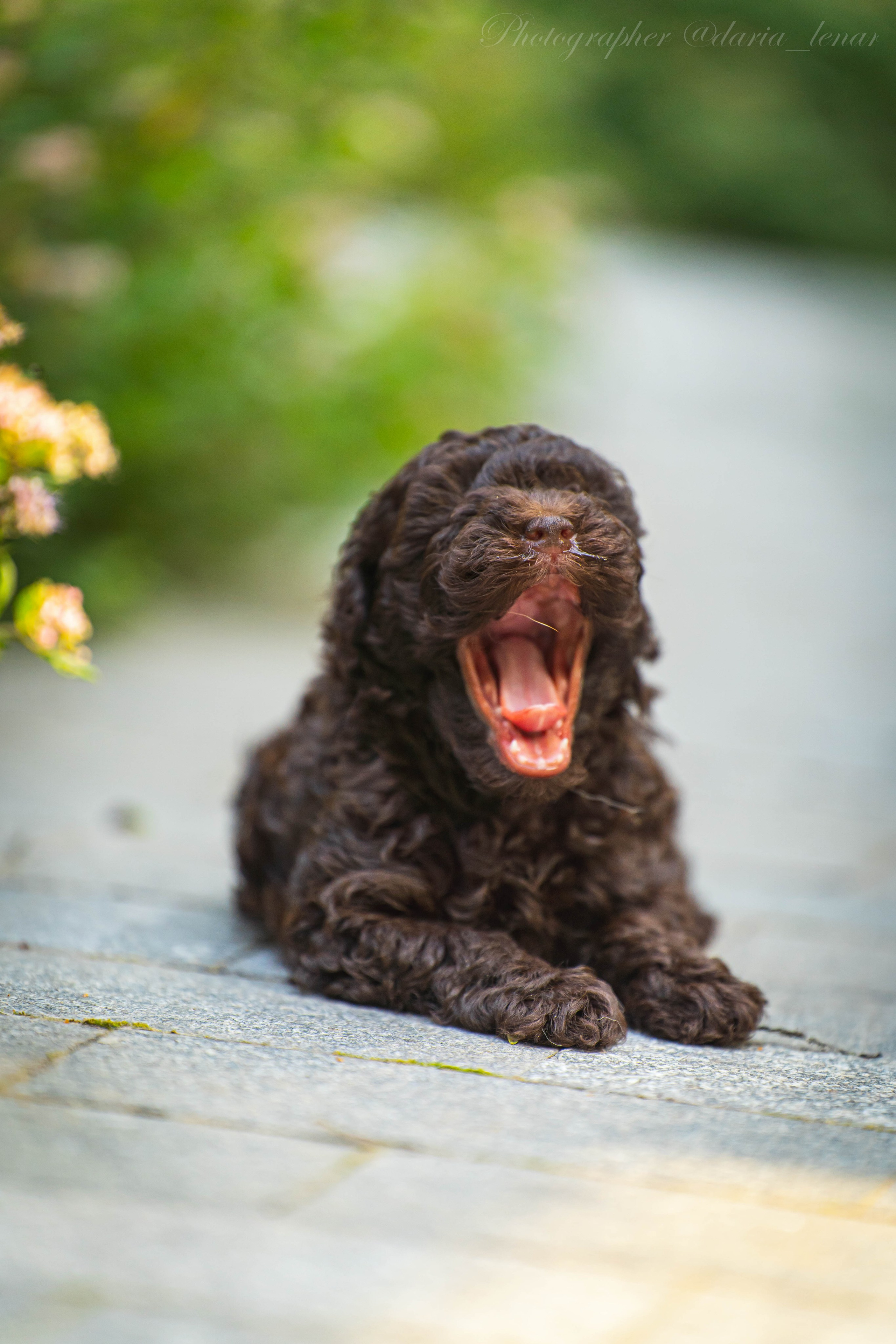Питомник мини-пуделей. Фотограф в Москве Ленарская Дарья