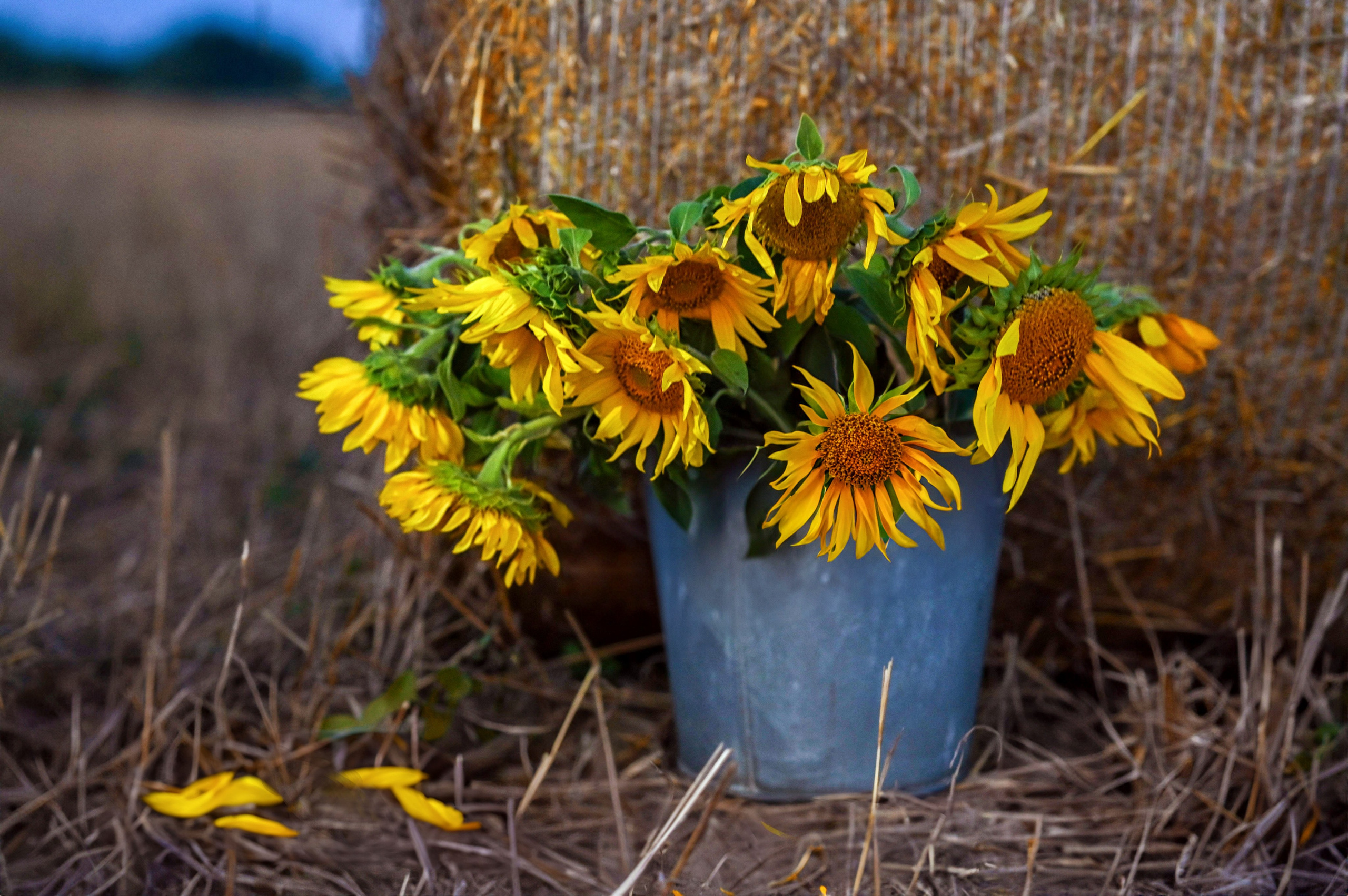 Последние дни лета. Семейный фотограф в г. Воскресенск Наталия Молева