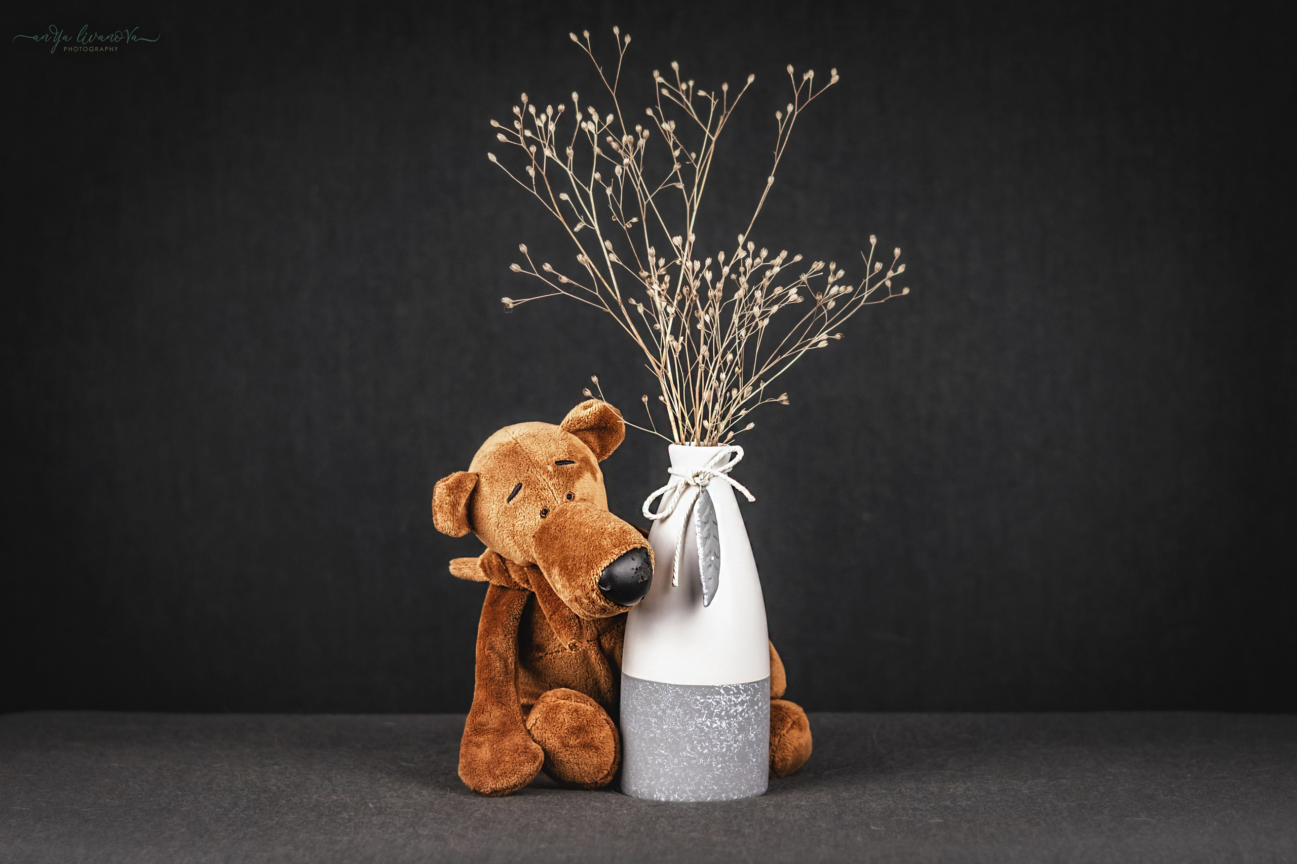 Серый фон. Фотограф анималист Аня Ливанова | Рыбинск