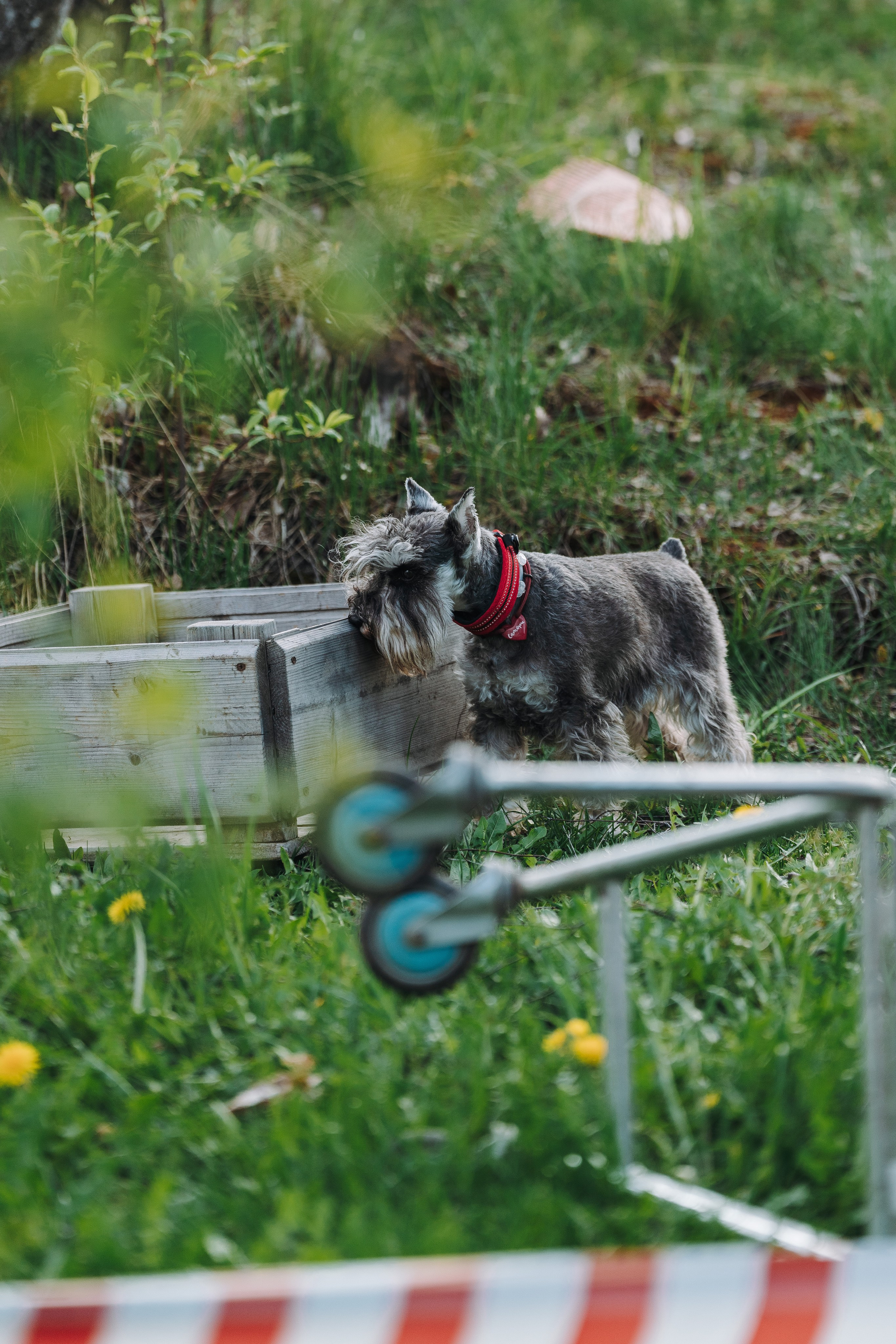 Соревнования по ноузворку в Лосево. Фотограф анималист в Спб недорого Олеся Майорова