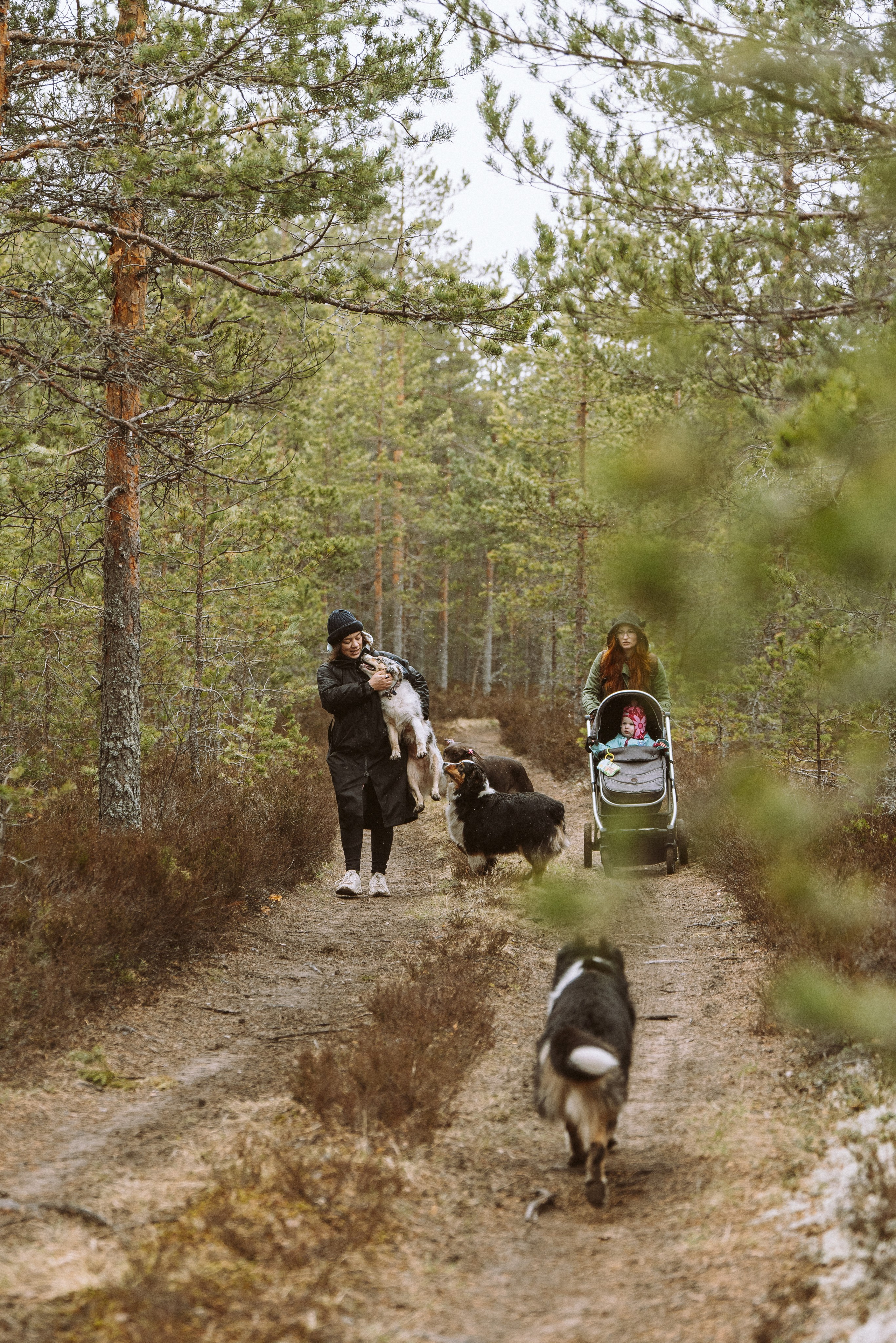 Дог трекинг к финскому хутору. Фотограф анималист в Спб недорого Олеся Майорова