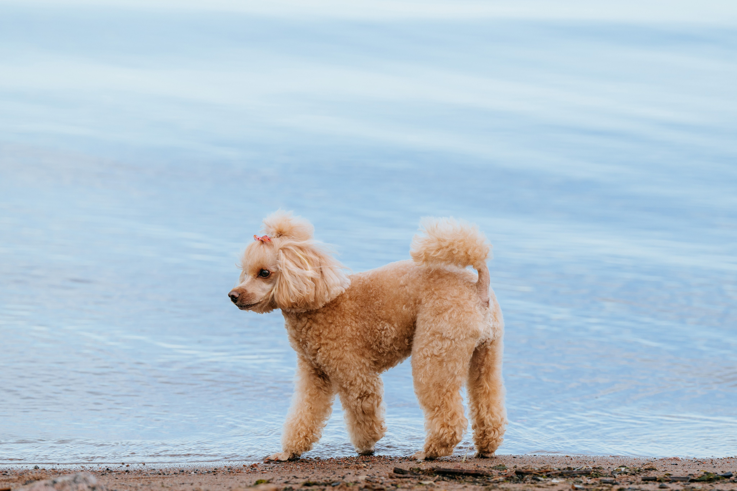Фотосессия с собакой на пляже. Фотограф анималист в Спб недорого Олеся Майорова