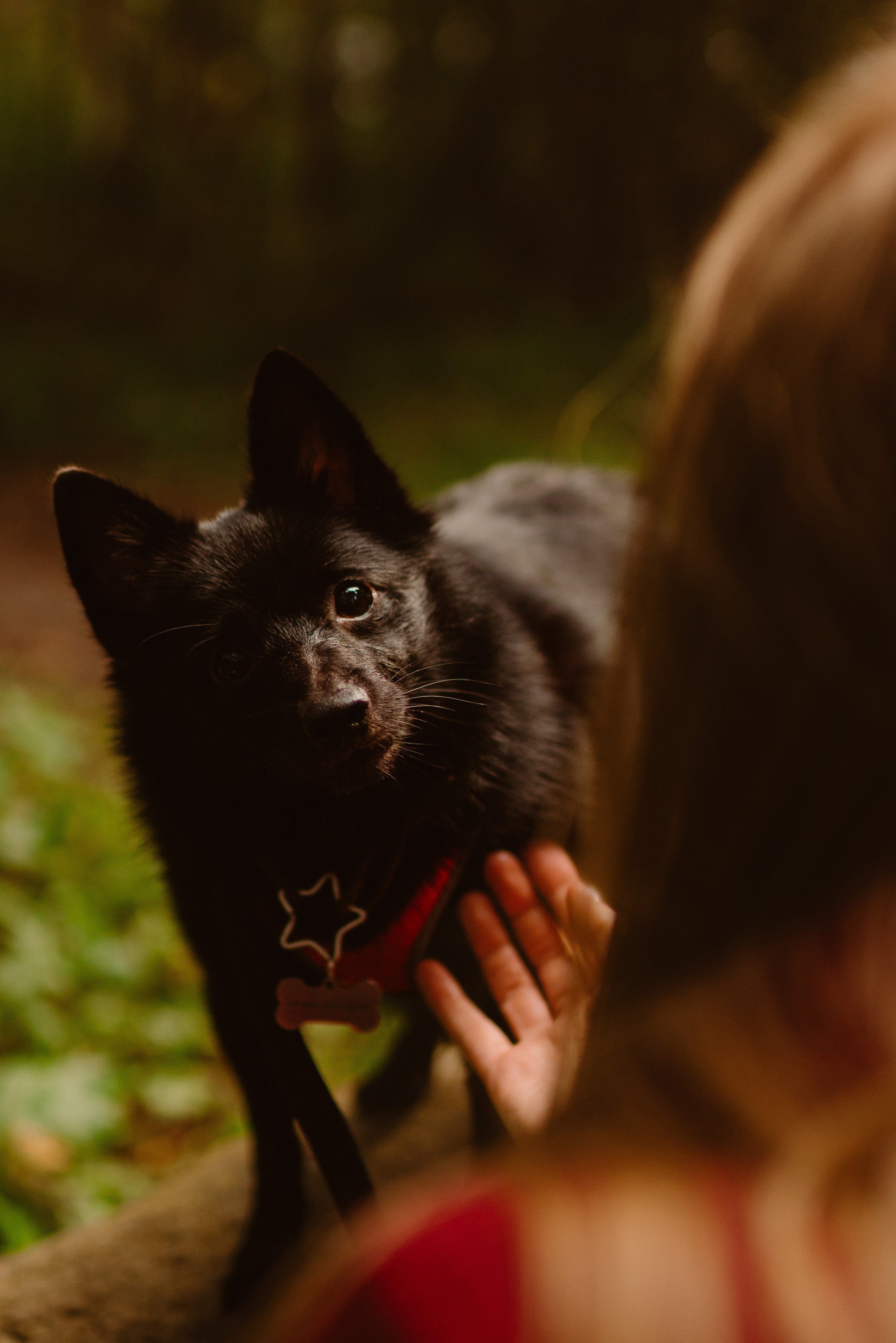 Евгения и Акула. Фотограф анималист в Спб недорого Олеся Майорова