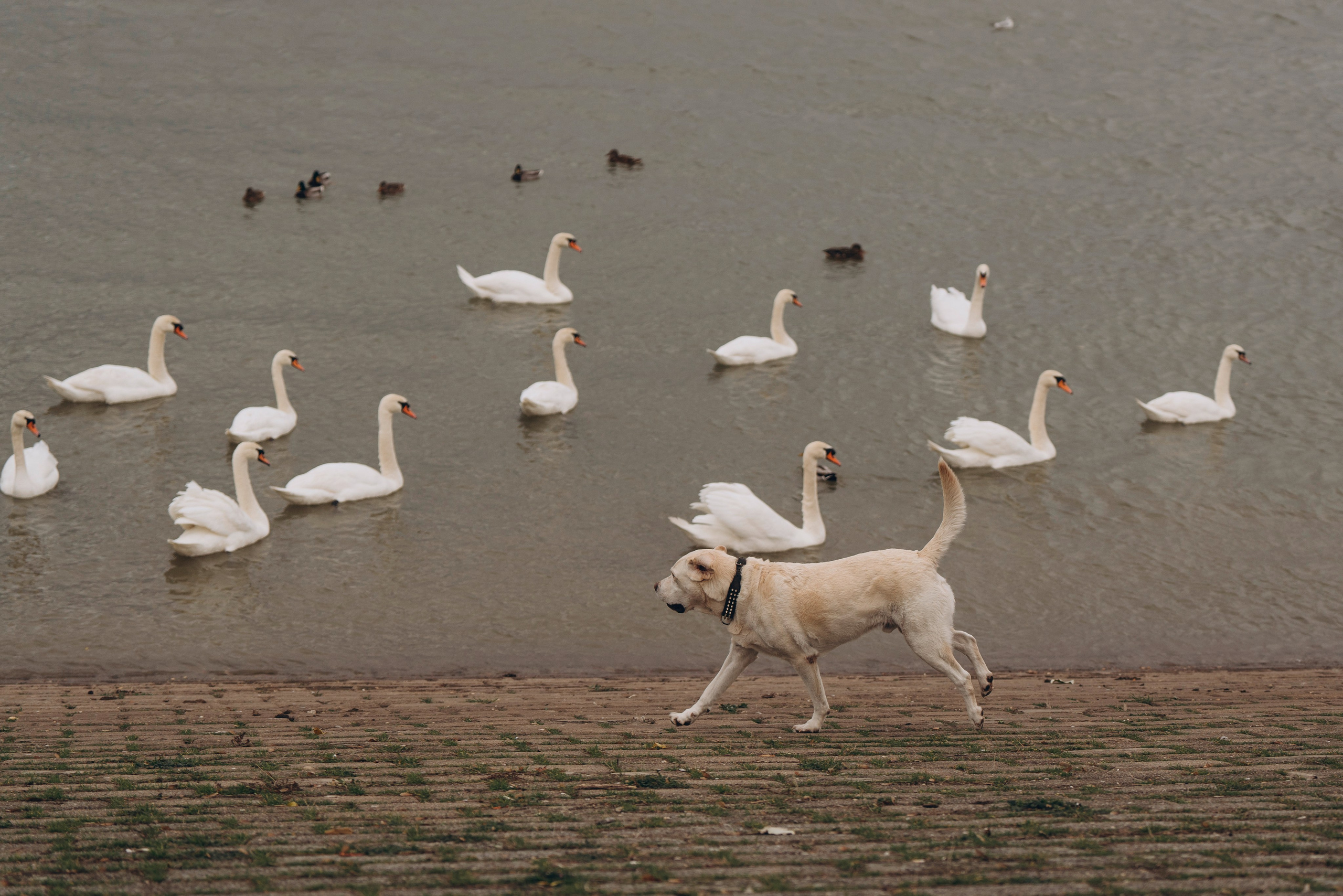Вати, Лена и Леван. Фотограф анималист в Спб недорого Олеся Майорова