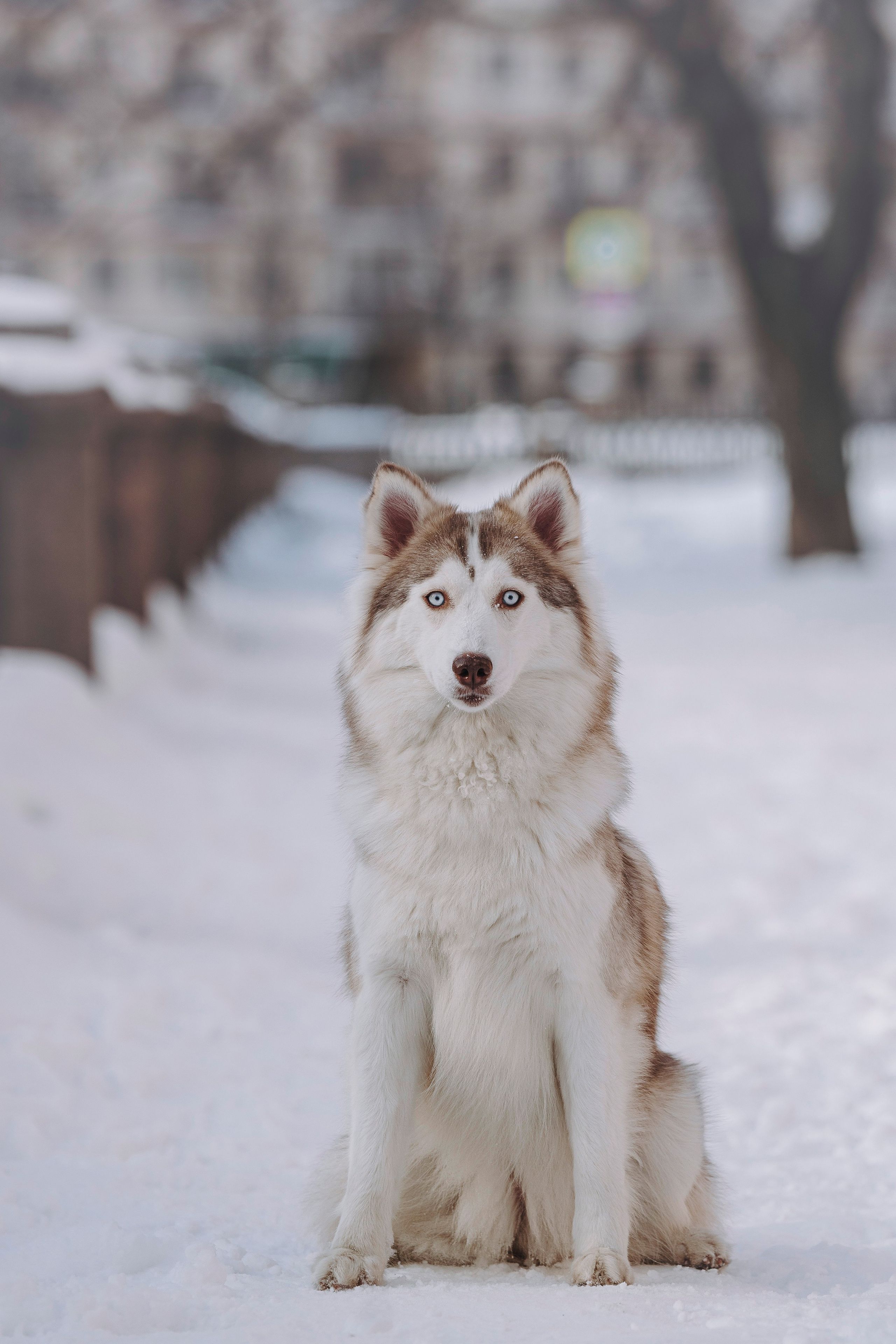 Мария и Амелия. Фотограф анималист в Спб недорого Олеся Майорова