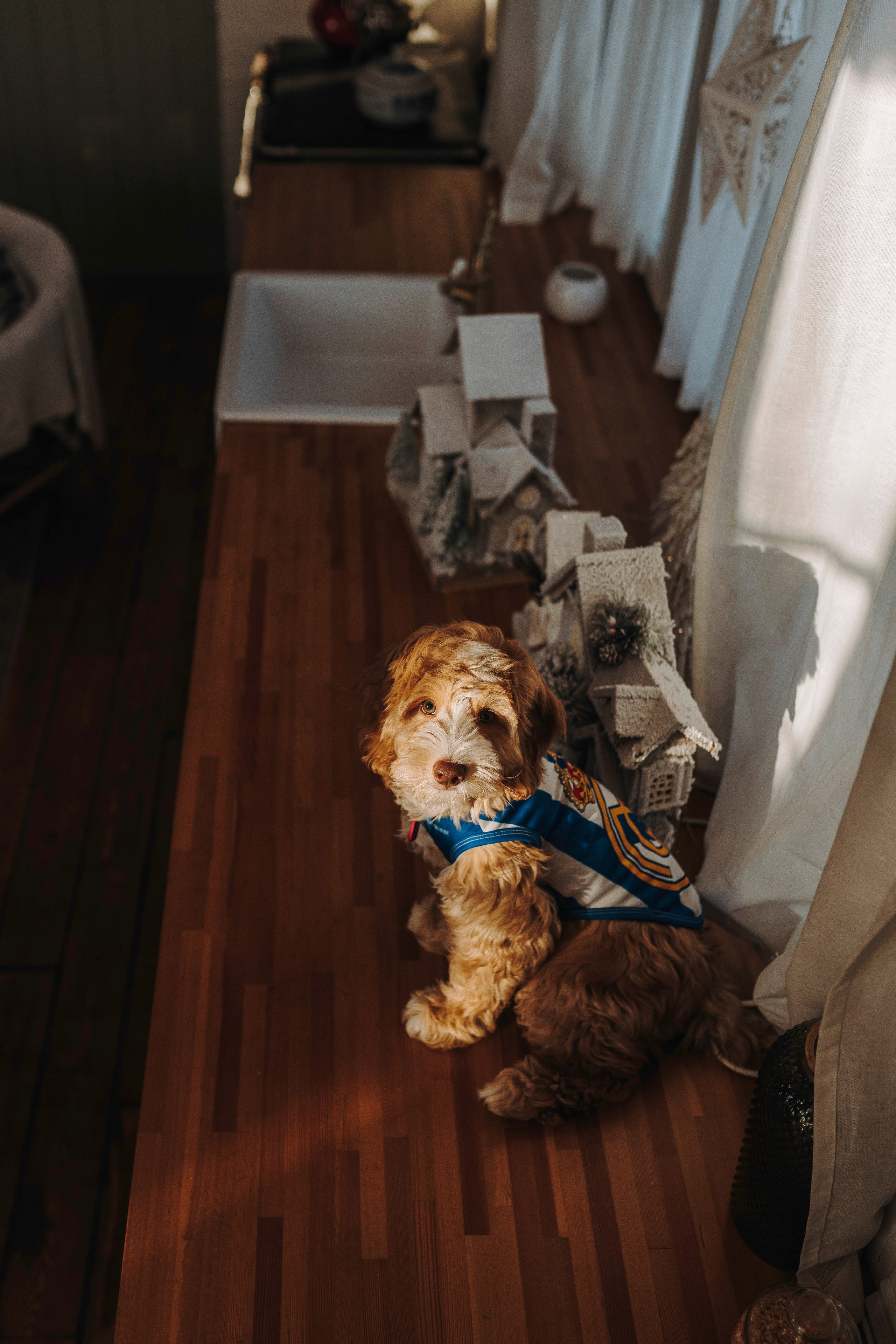 Мёрфи, Таня и Антон. Фотограф анималист в Спб недорого Олеся Майорова