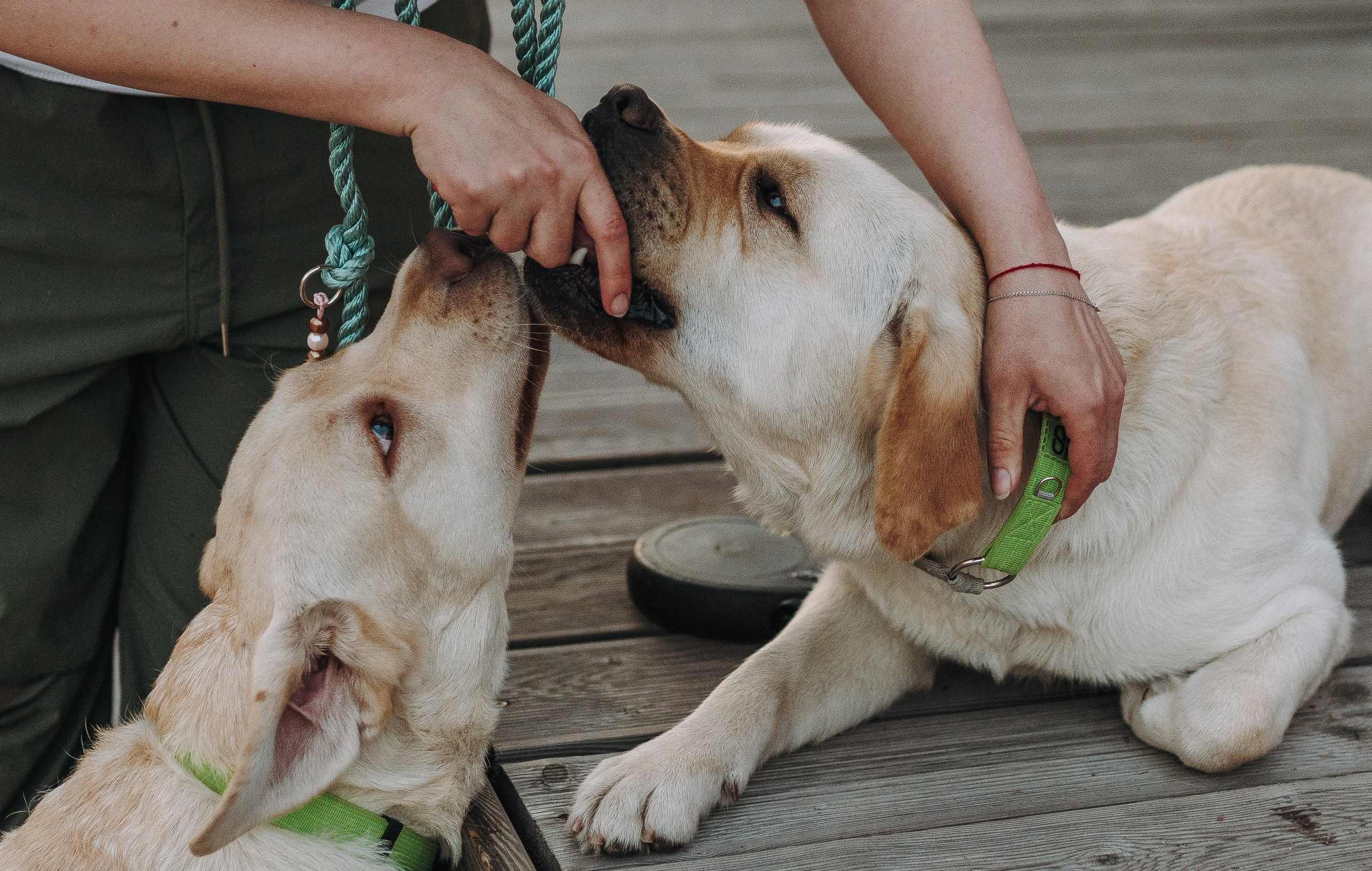 Фотосъёмка с вашими питомцами. Фотограф анималист в Спб недорого Олеся Майорова