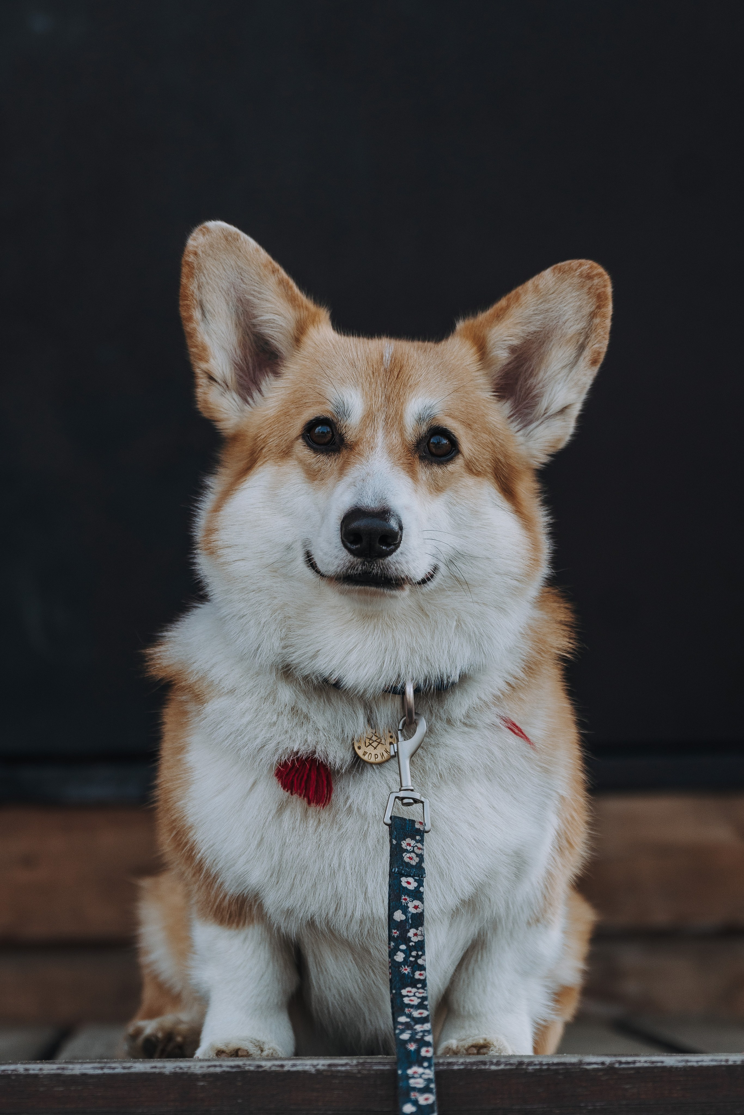 Соревнования по ноузворку в Лосево. Фотограф анималист в Спб недорого Олеся Майорова