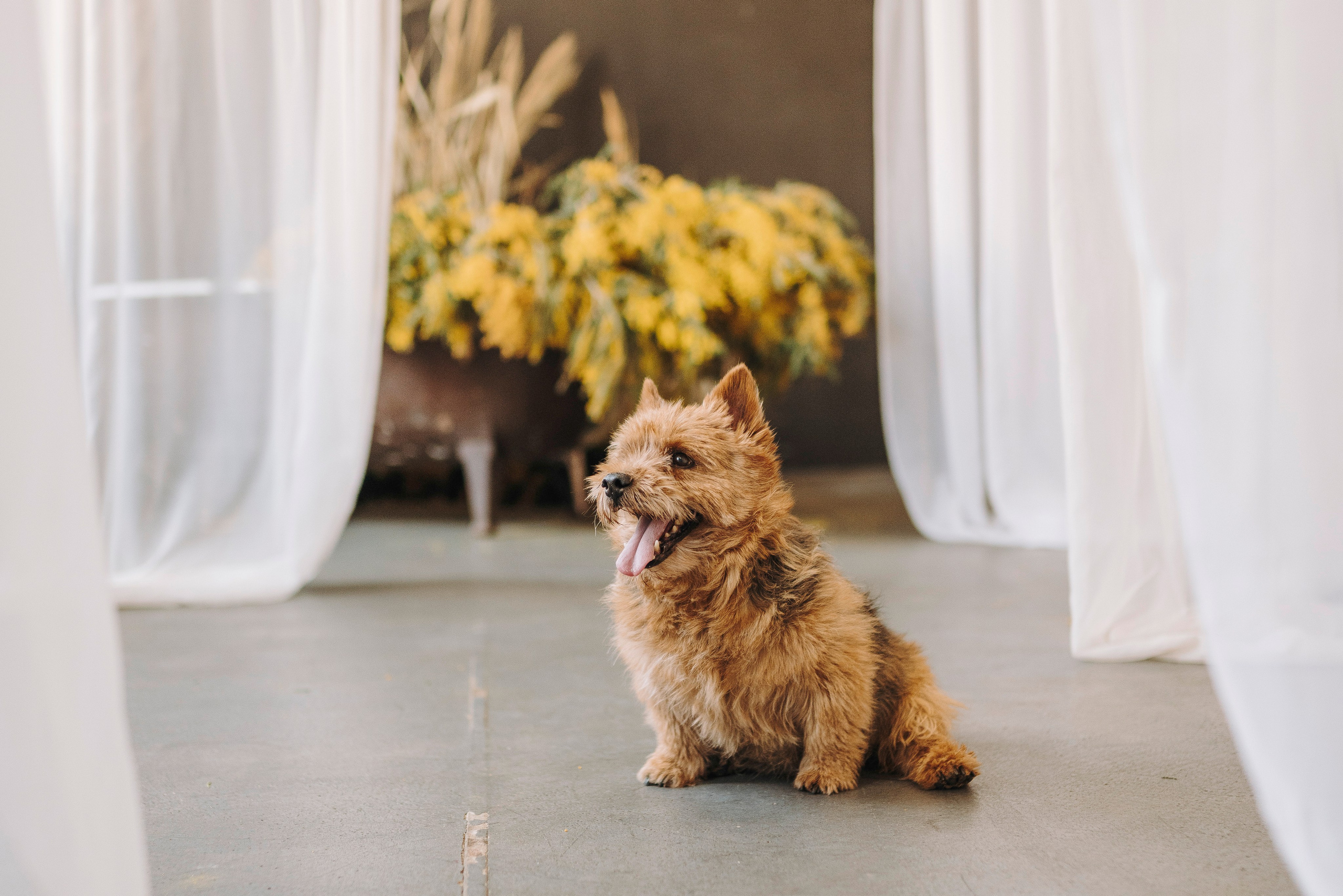Маша и Рамси. Фотограф анималист в Спб недорого Олеся Майорова