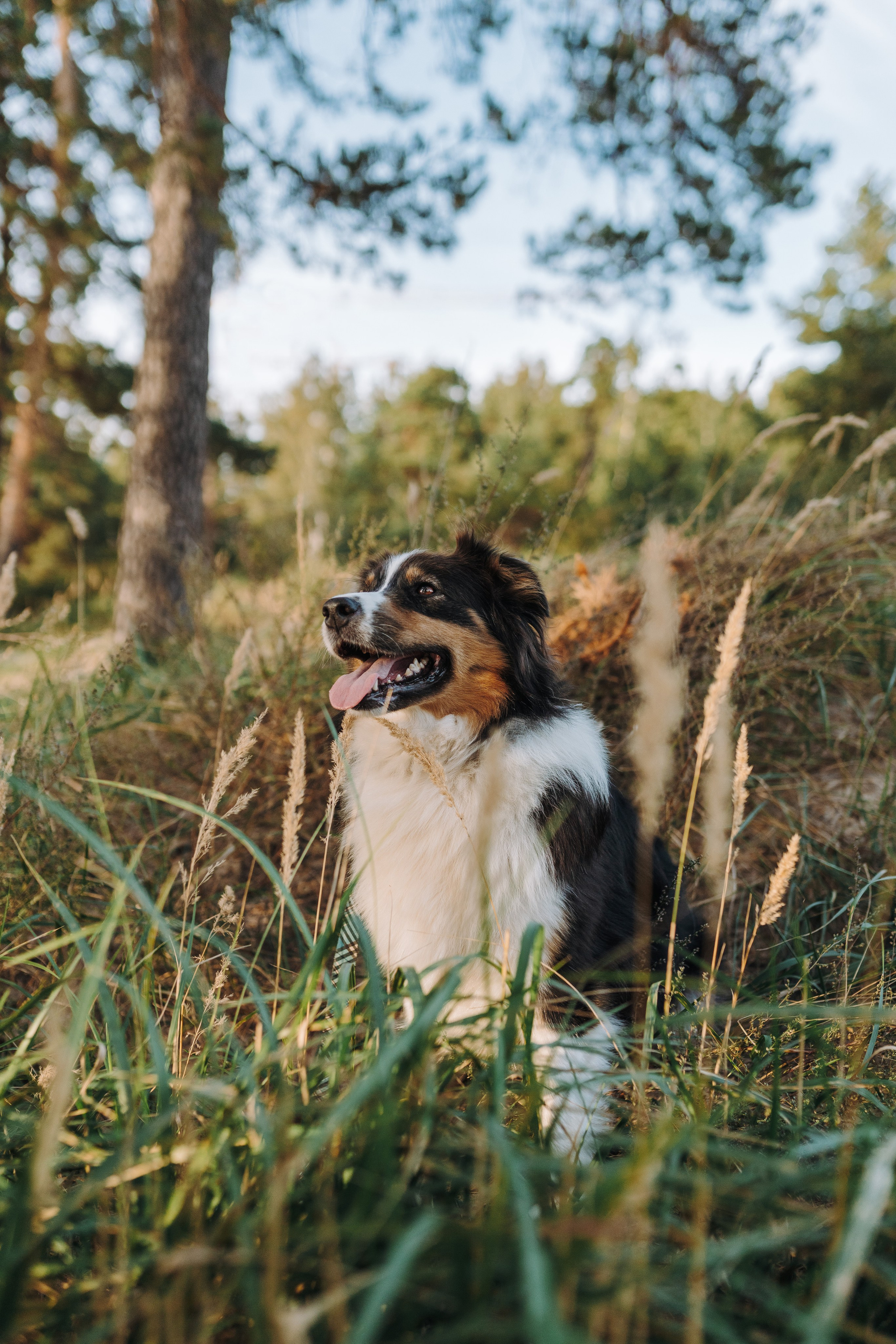 Фотограф анималист в Спб. Фотограф анималист в Спб недорого Олеся Майорова