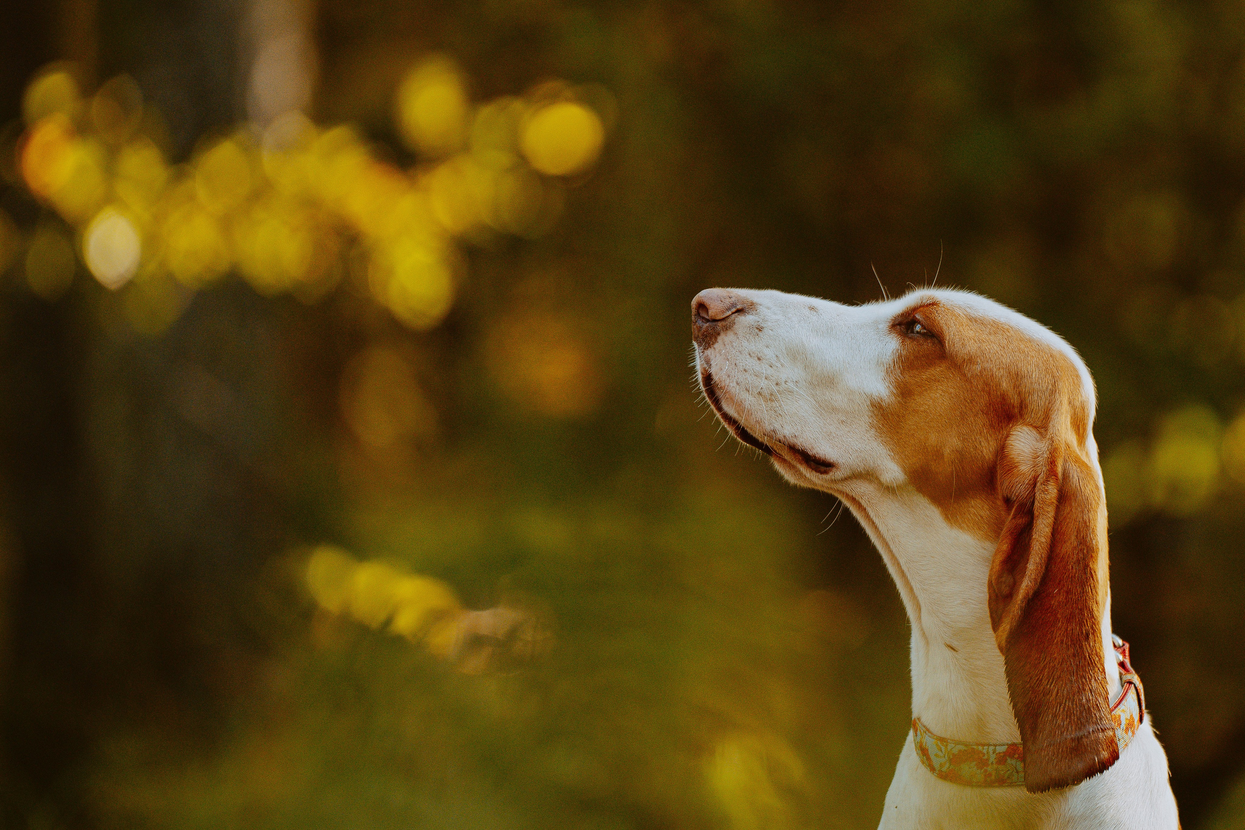 Ольга, Рора и Румпель. Фотограф анималист в Спб недорого Олеся Майорова