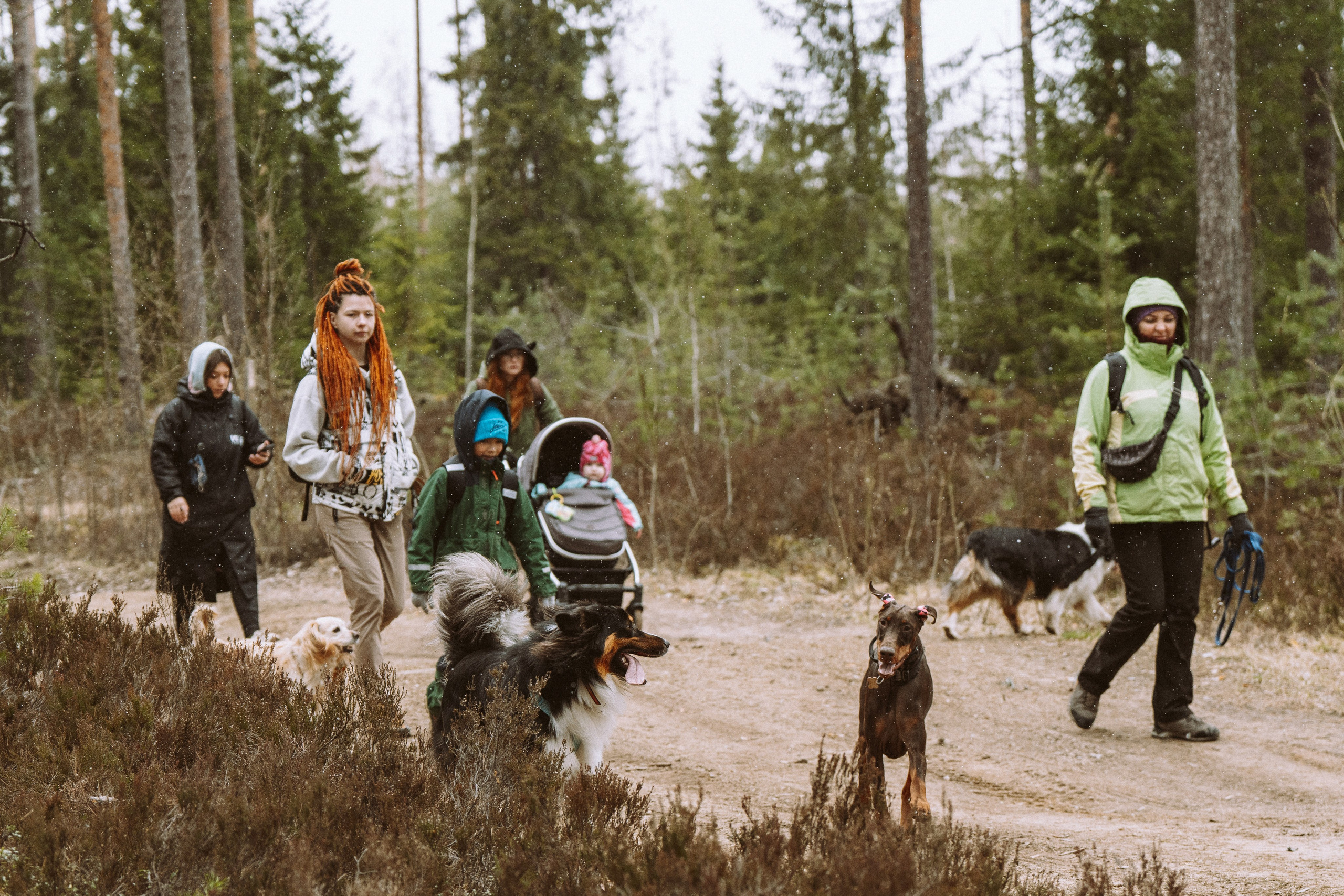 Дог трекинг к финскому хутору. Фотограф анималист в Спб недорого Олеся Майорова